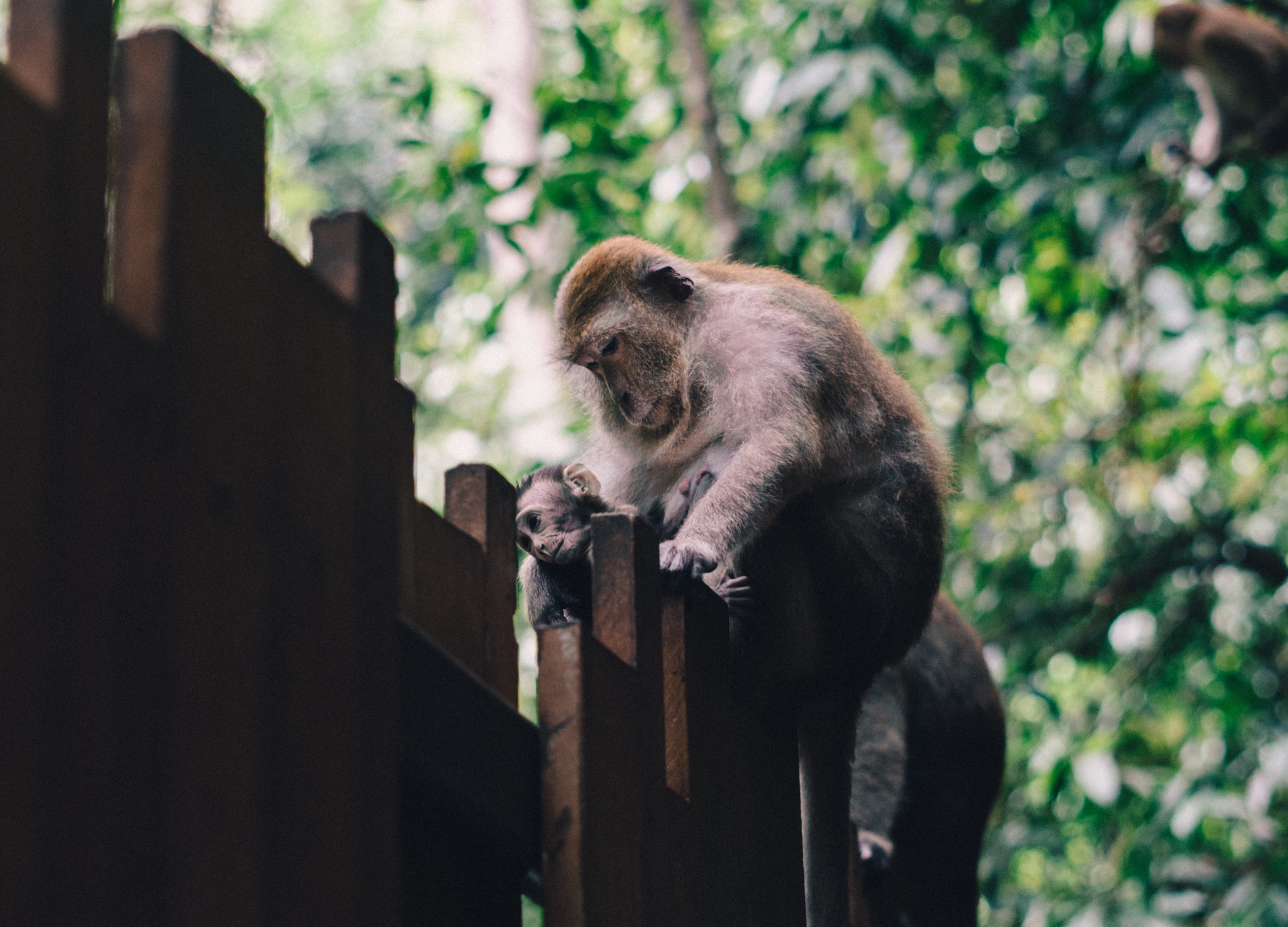 Sony a7R II + Sony FE 50mm F1.8 sample photo