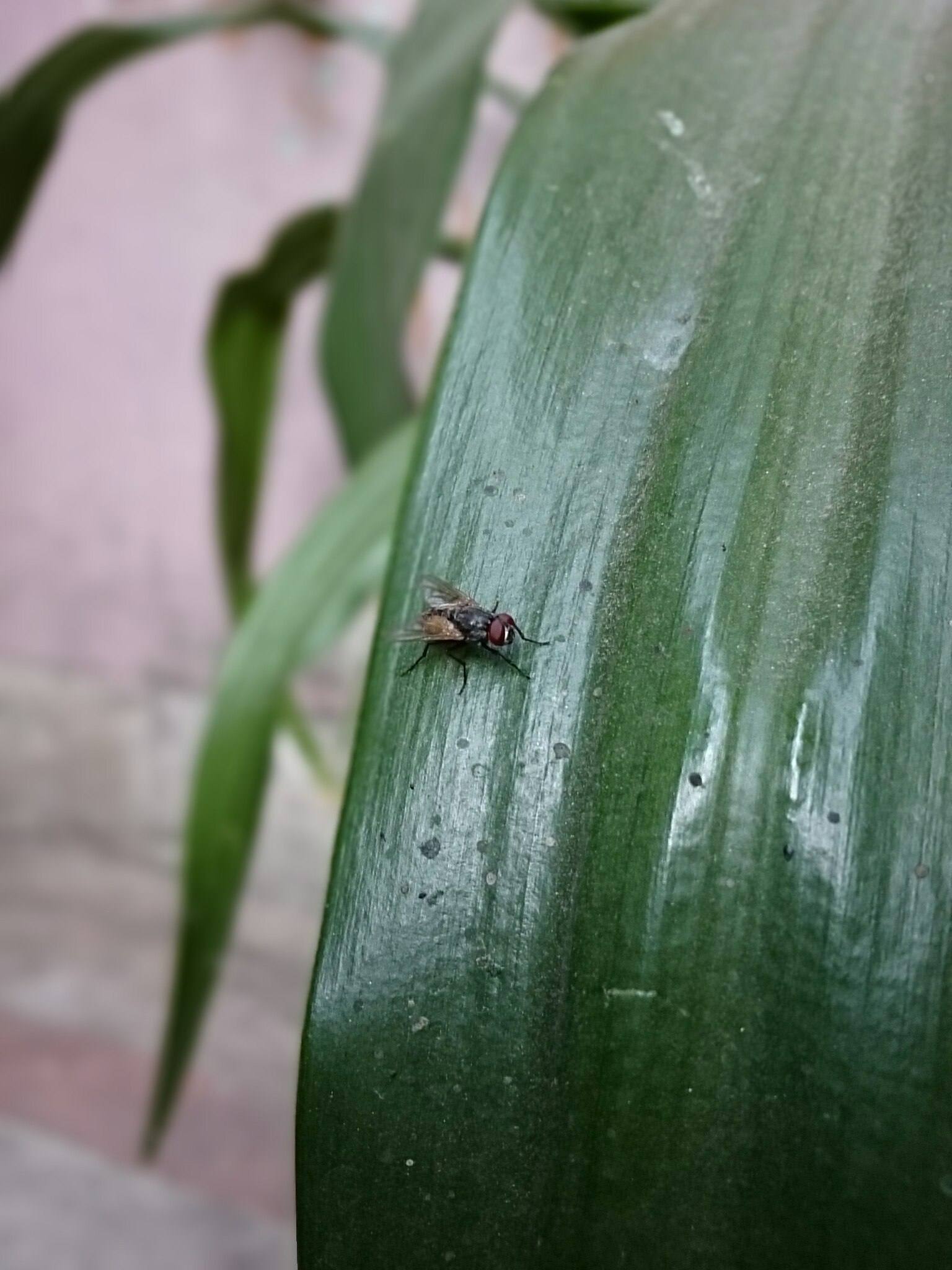 Sony Xperia Z Ultra sample photo