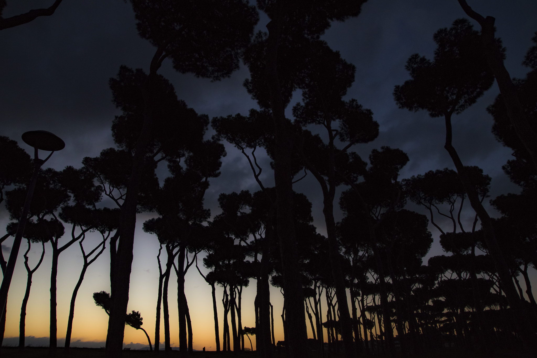Nikon D600 sample photo. Tra gli alberi photography