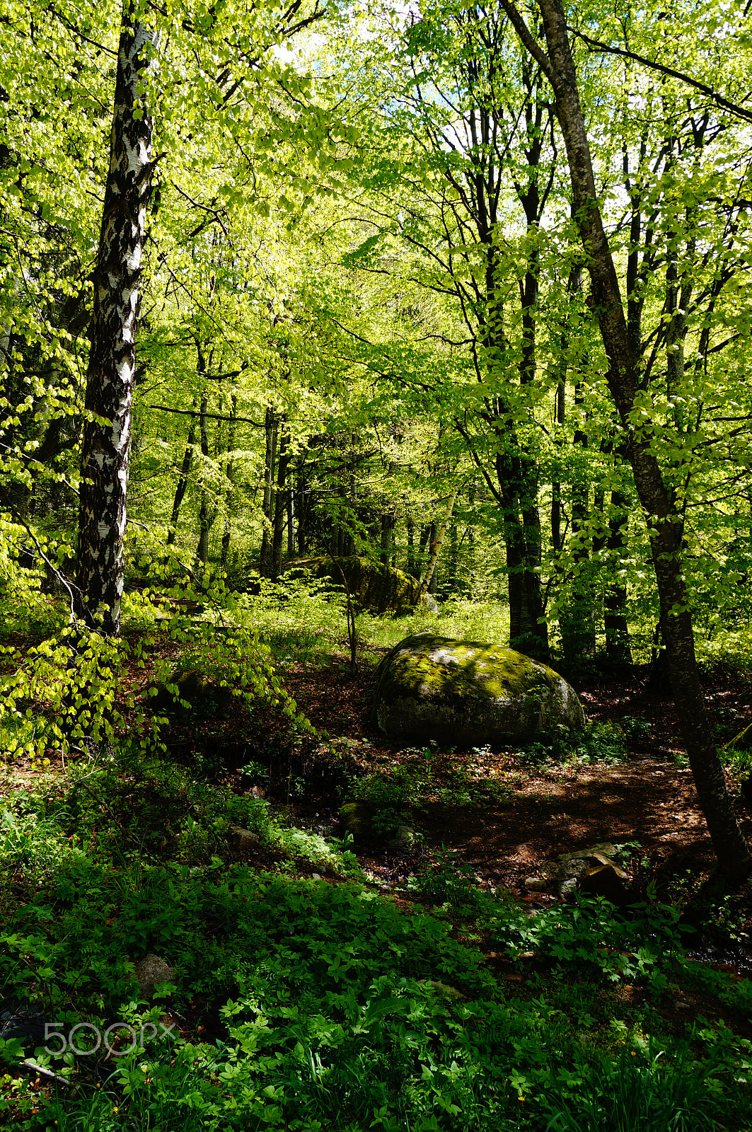 Sony DT 18-135mm F3.5-5.6 SAM sample photo. Forest photography