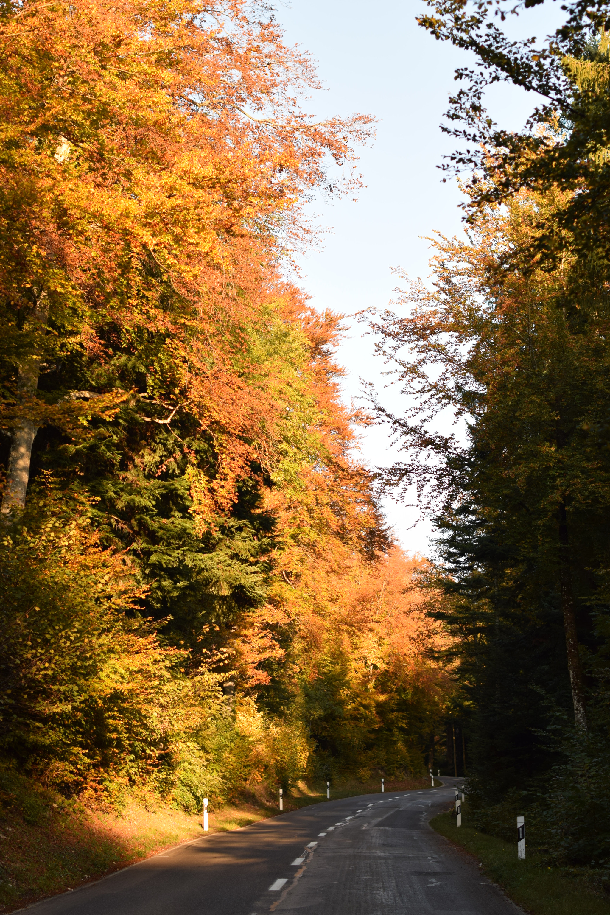 Nikon D5300 + Nikon AF-S Nikkor 50mm F1.4G sample photo. Autumn photography
