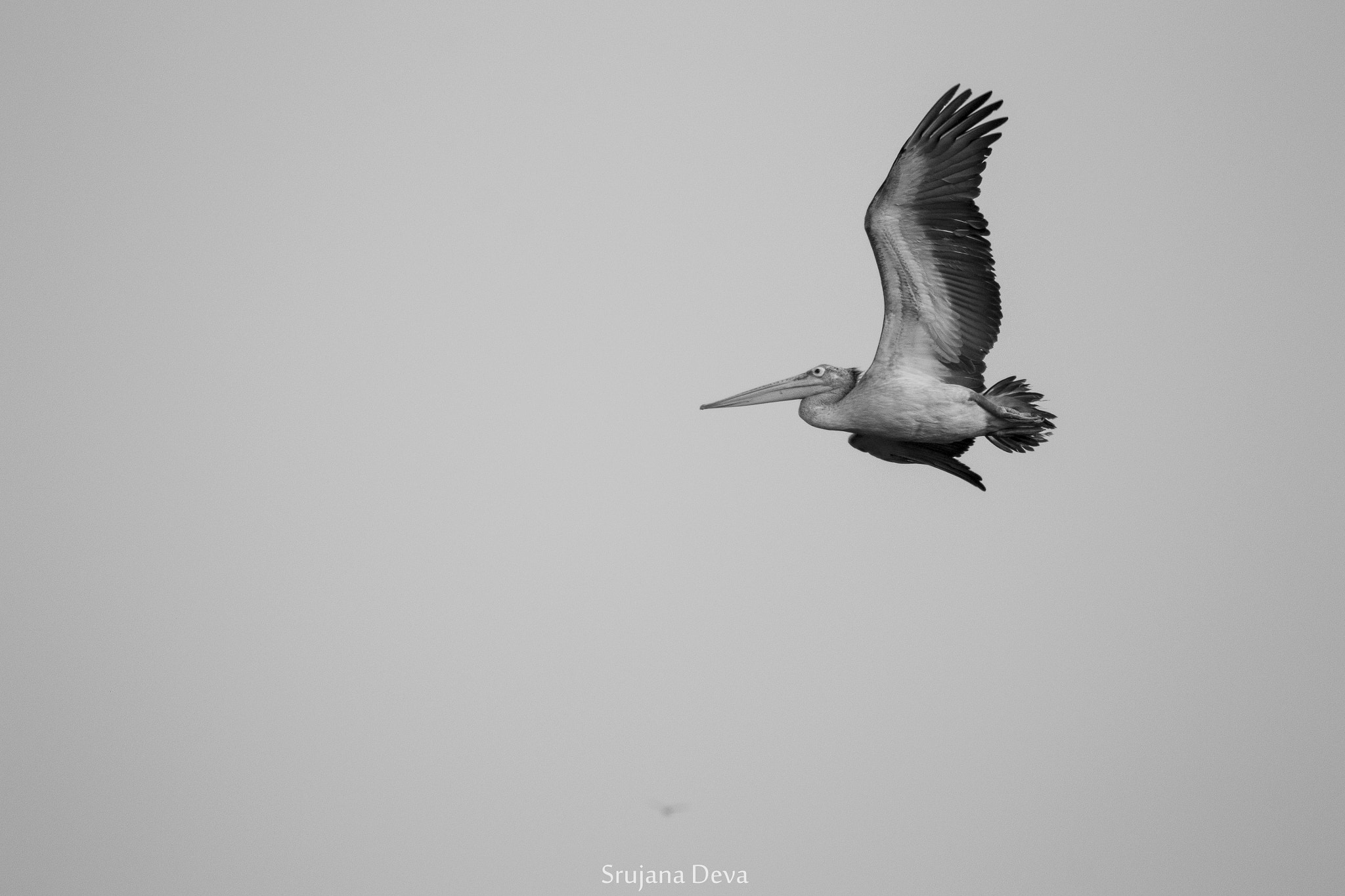 Nikon AF-S Nikkor 200-500mm F5.6E ED VR sample photo. Unburdened photography