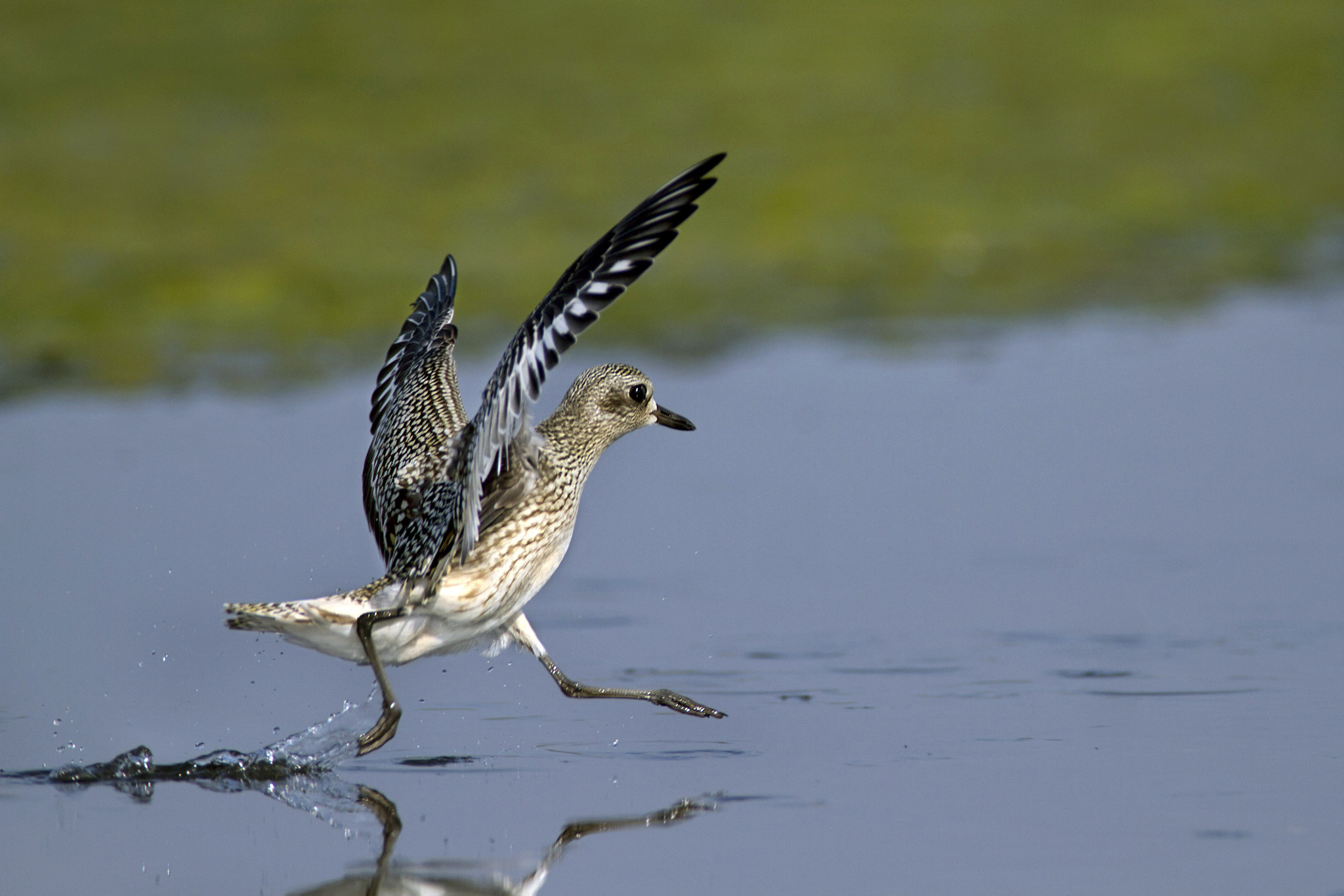 Canon EOS 7D + Canon EF 300mm f/2.8L + 1.4x sample photo. Grey plover photography