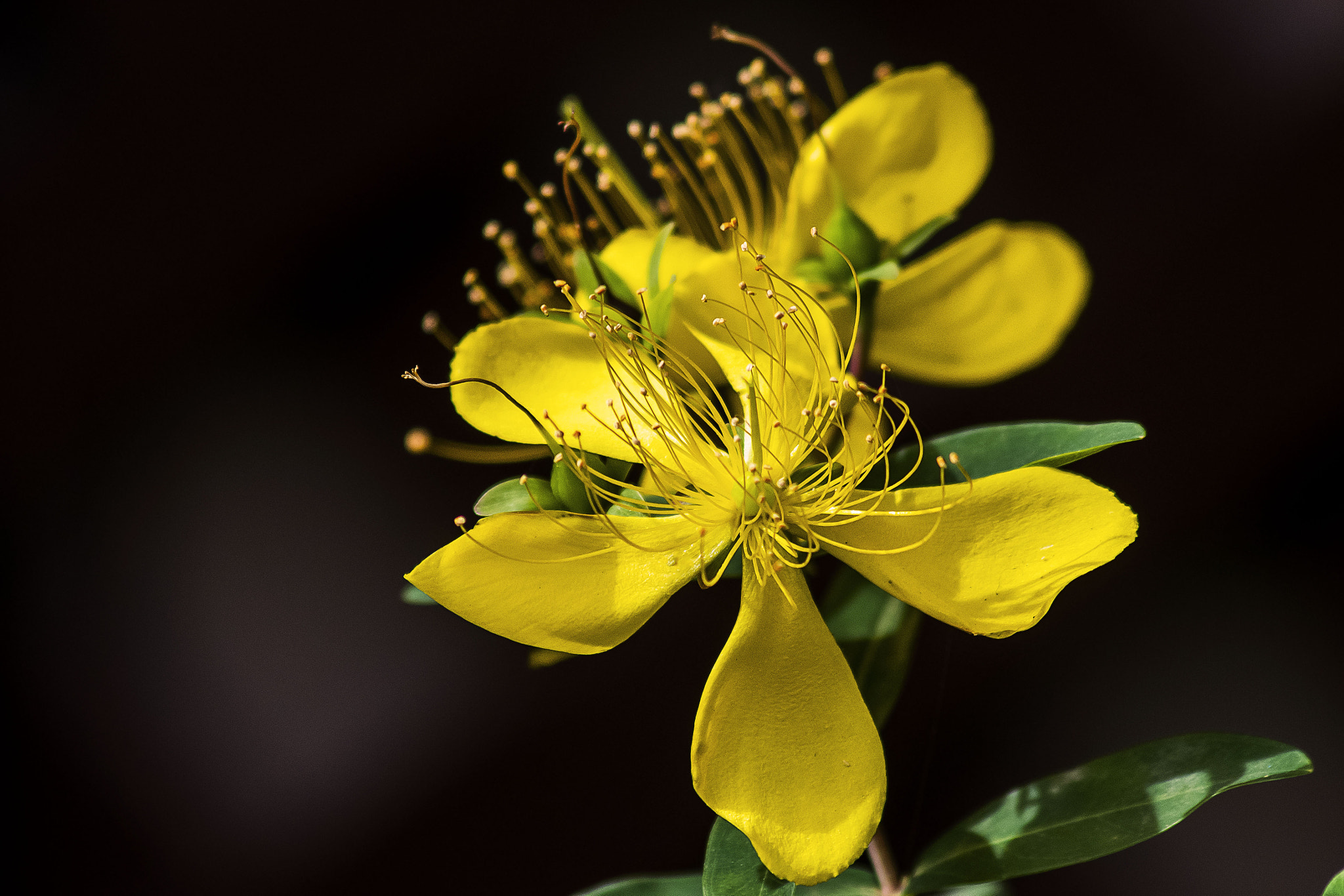 AF Zoom-Nikkor 75-300mm f/4.5-5.6 sample photo. Amarillo en octubre photography