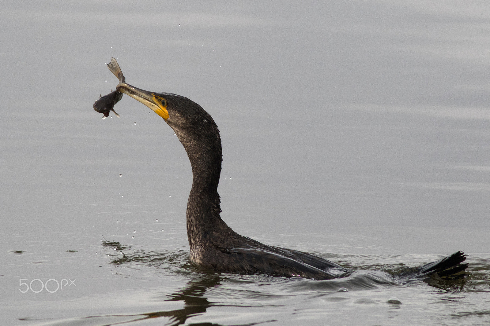 Canon EOS 7D Mark II + Canon EF 400mm F5.6L USM sample photo