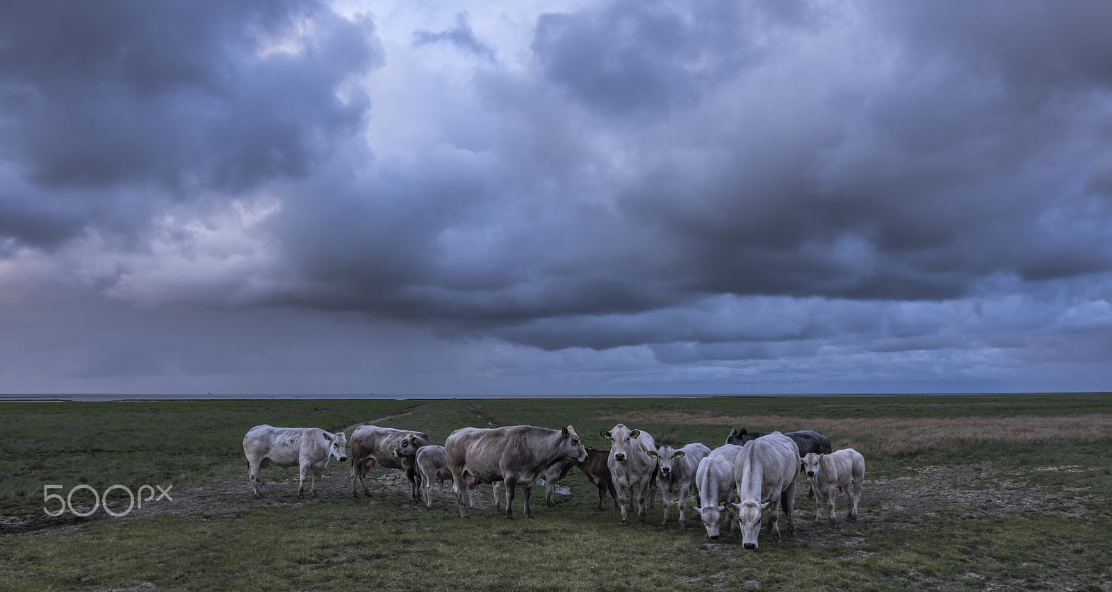 Pentax K-3 + Sigma 18-35mm F1.8 DC HSM Art sample photo. At the mudflats... photography