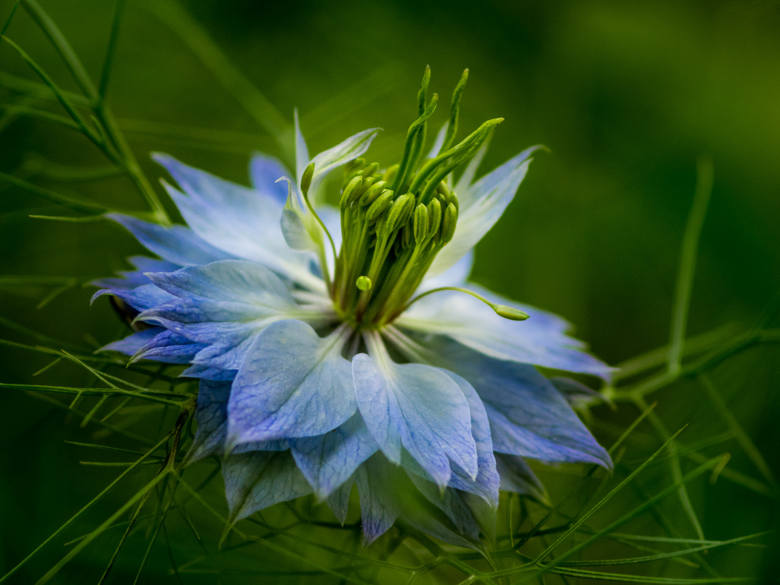 Pentax smc D-FA 100mm F2.8 Macro WR sample photo. Love-in-a-mist | nigella damascena photography