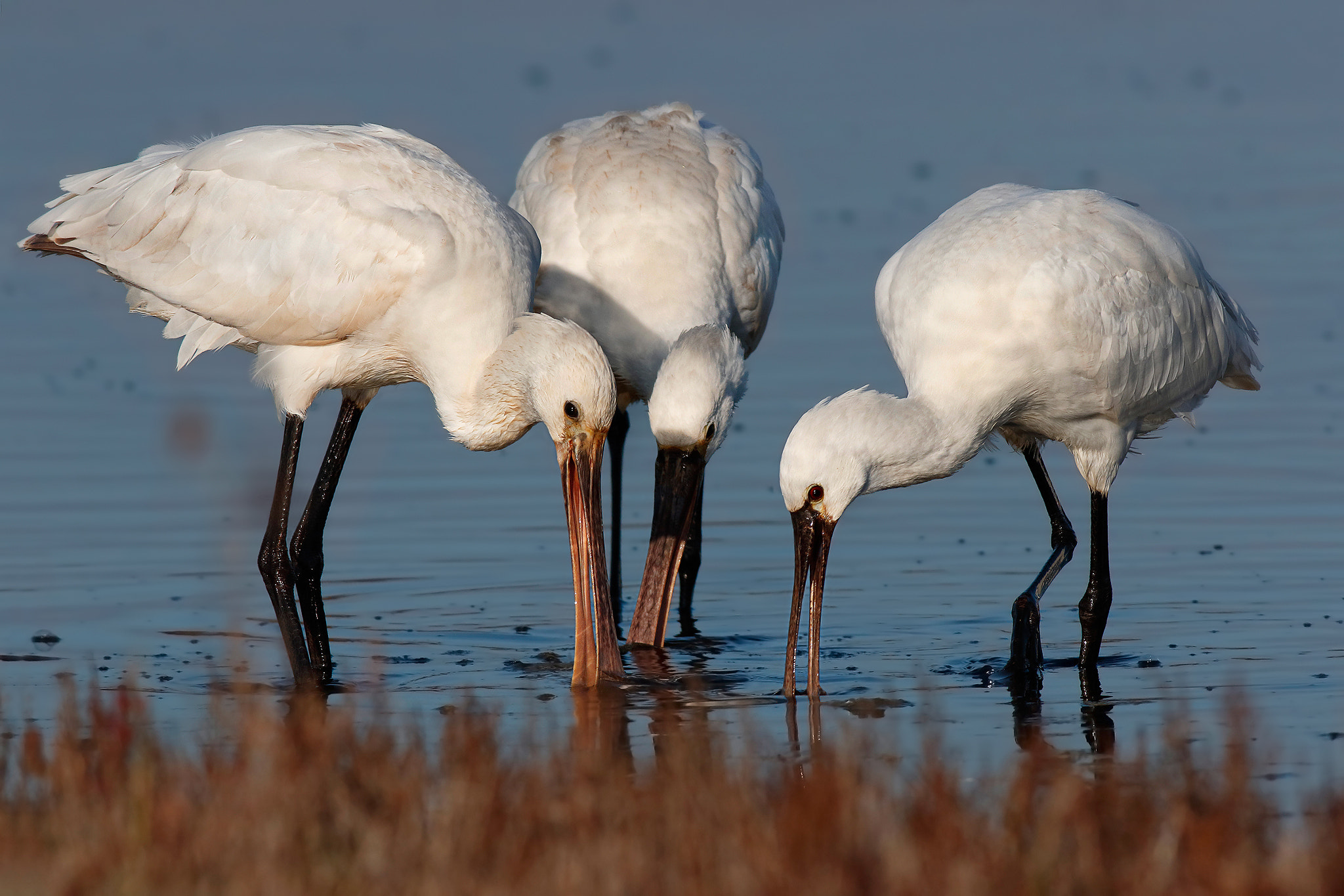 Canon EF 500mm f/4.5L + 1.4x sample photo. Spoonbills photography