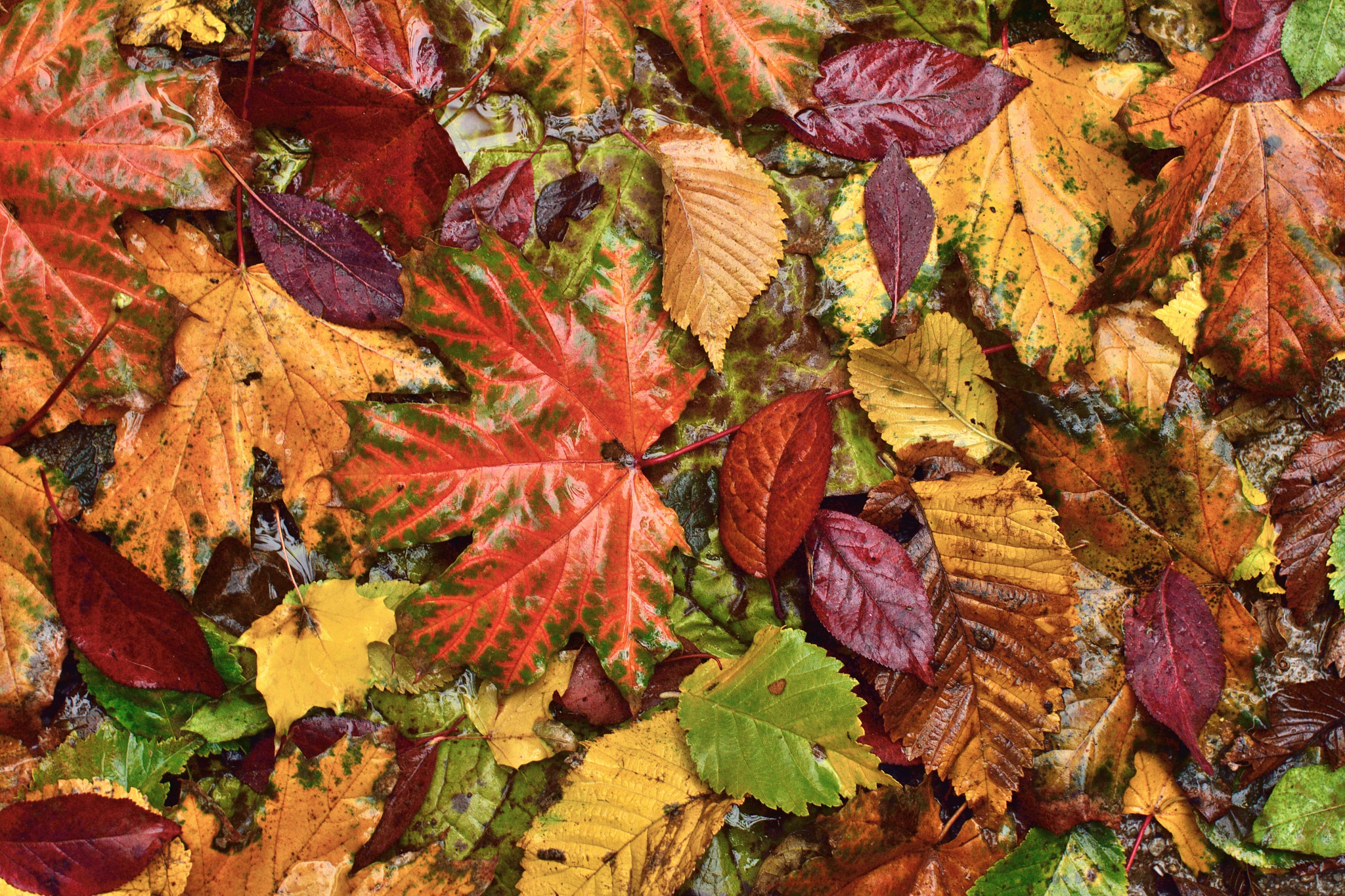 Nikon D3300 + Sigma 50mm F1.4 EX DG HSM sample photo. Fall leaves in rain photography