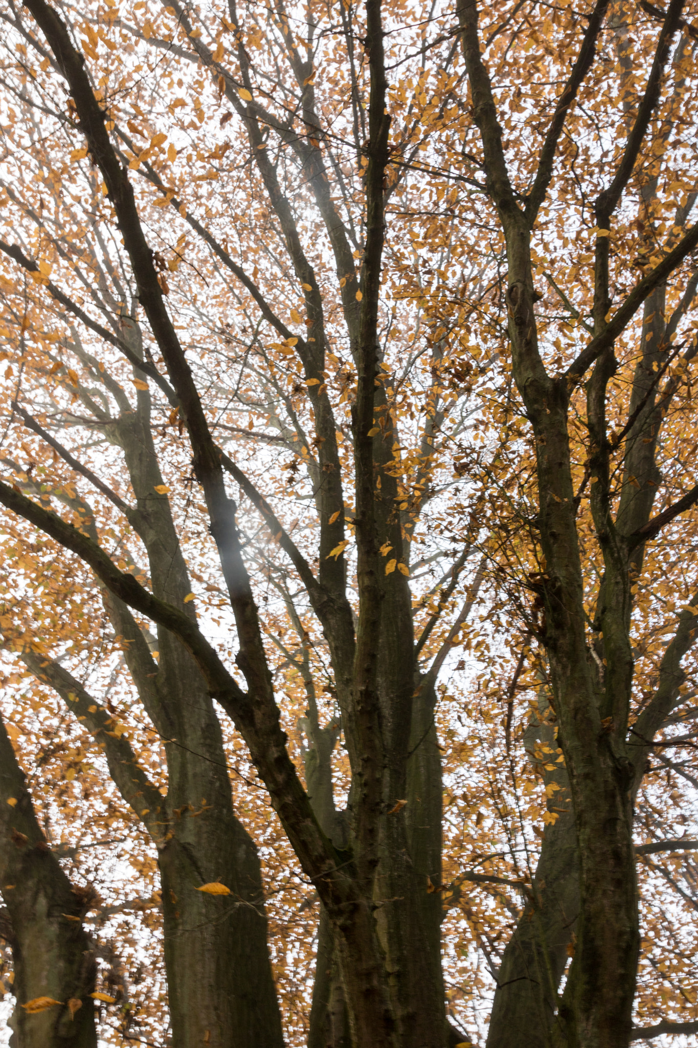 Canon EOS 750D (EOS Rebel T6i / EOS Kiss X8i) sample photo. Looking up in autumn photography
