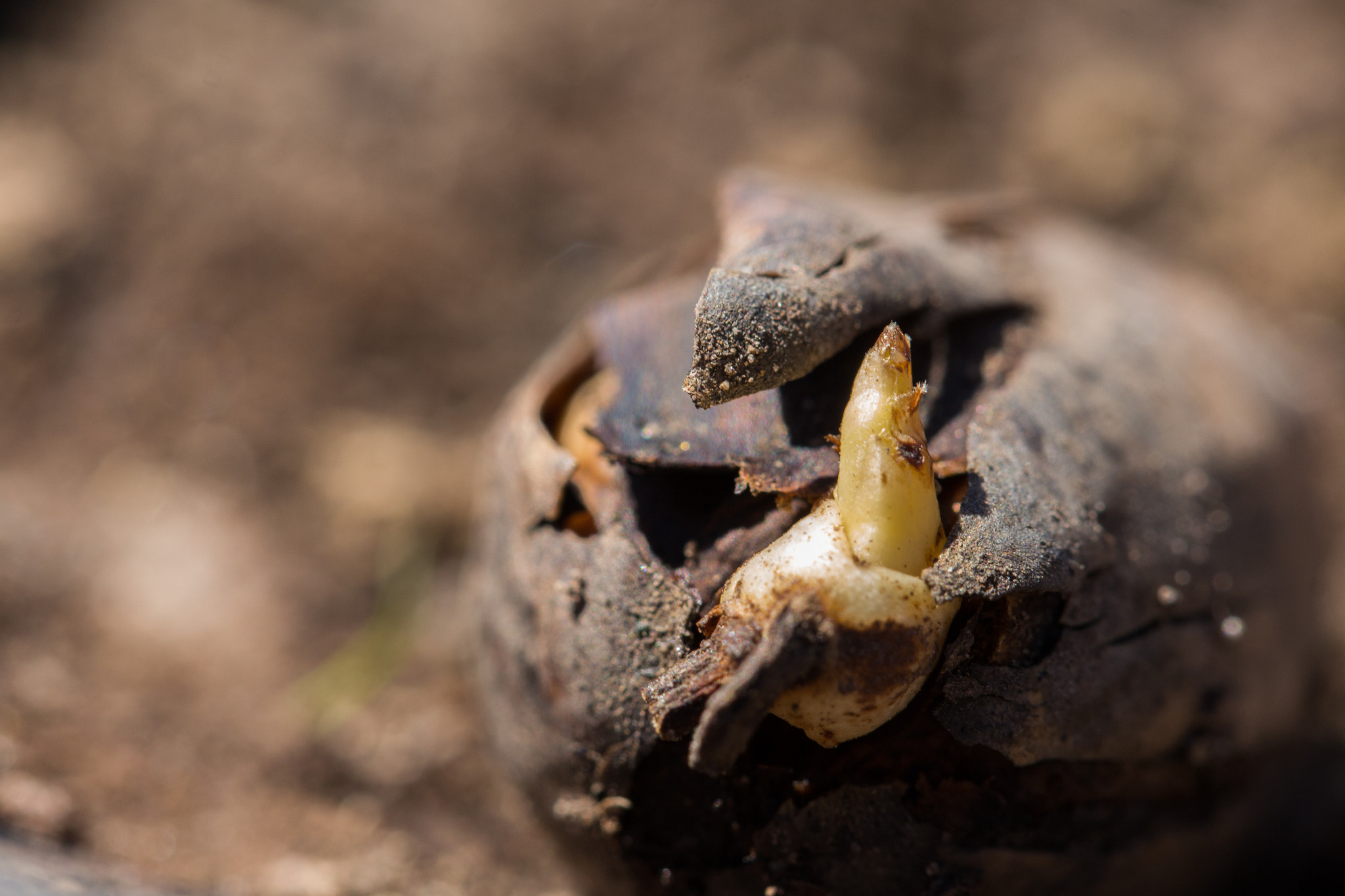 Canon EF 100mm F2.8L Macro IS USM sample photo. Oak germinating photography