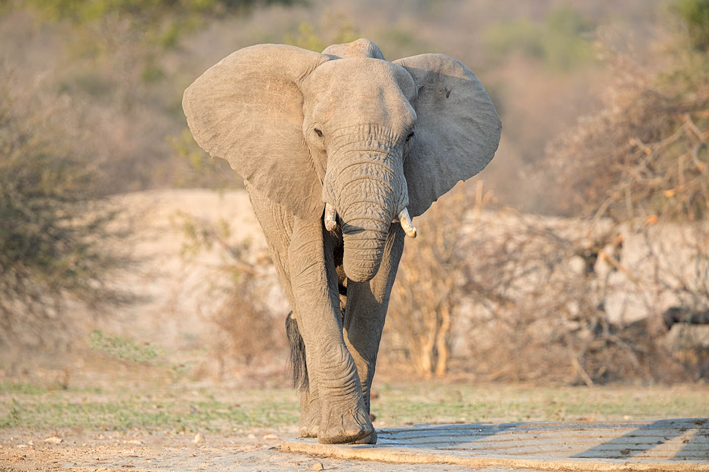 Canon EF 500mm F4L IS II USM sample photo. Elephant approach photography