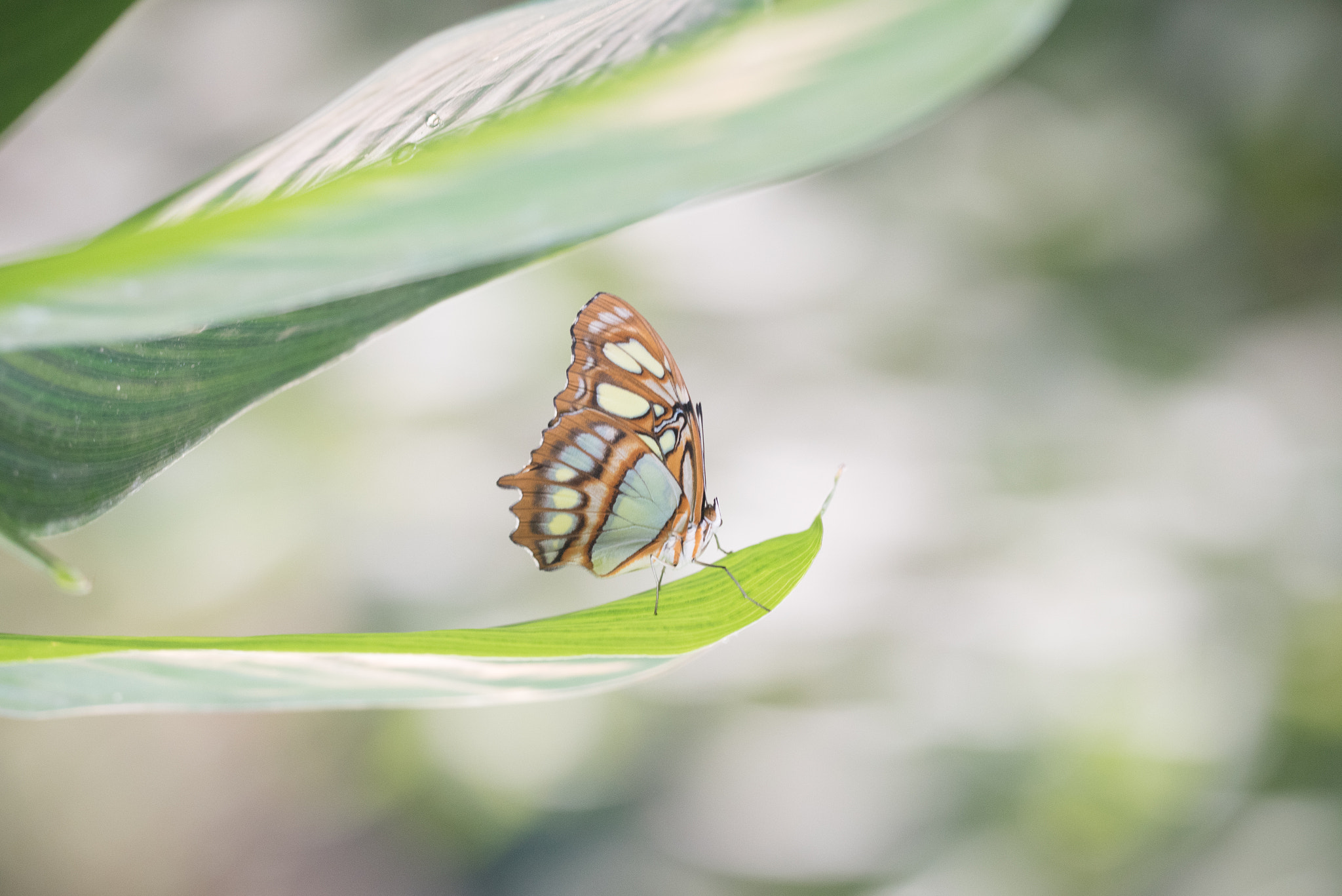 Sigma 150mm F2.8 EX DG OS Macro HSM sample photo. Malachite photography