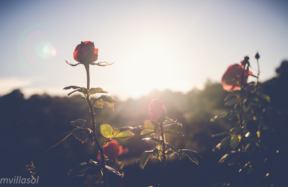 Sigma 24-70mm F2.8 EX DG HSM sample photo. Shade of roses photography