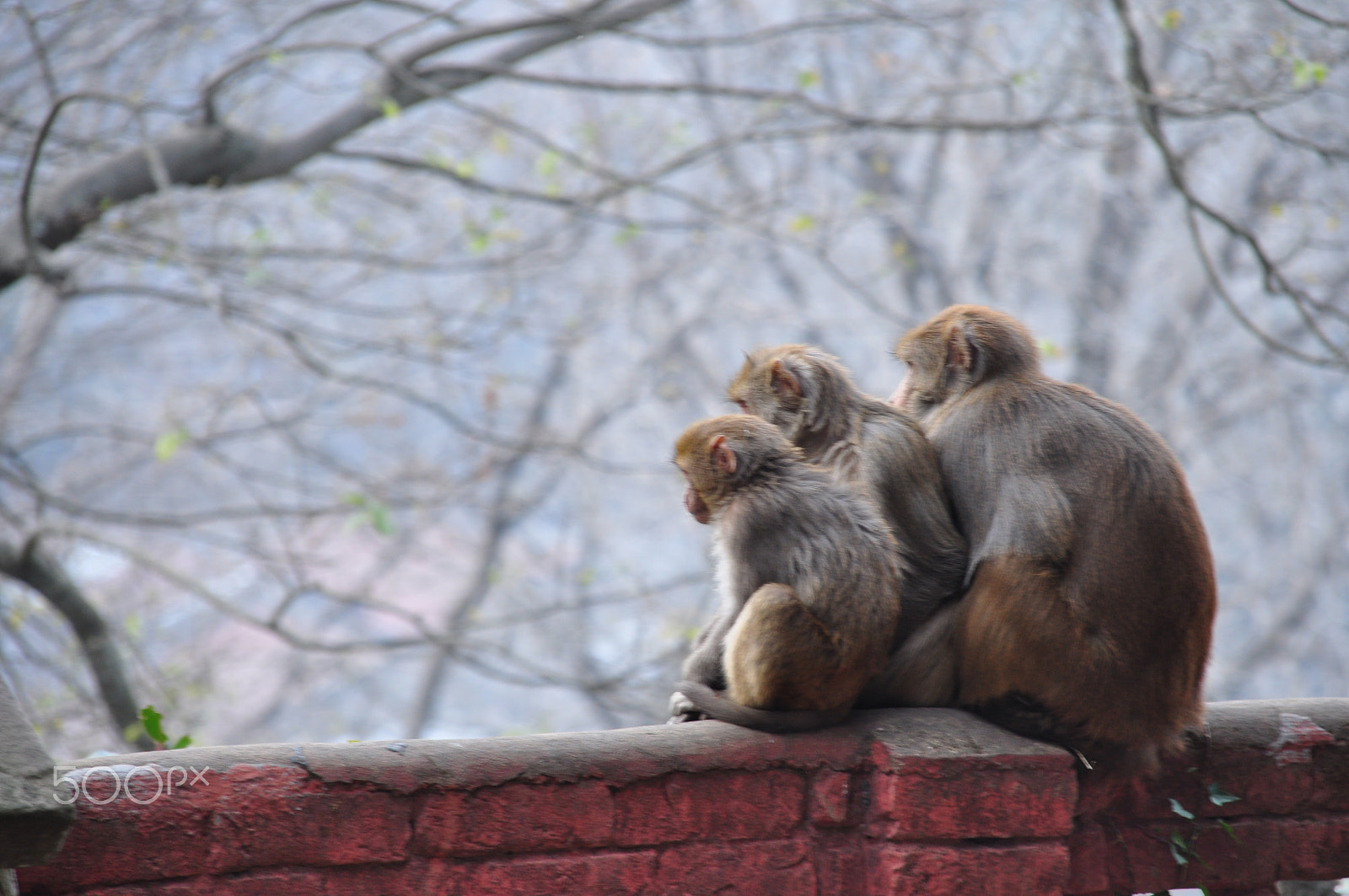 Sigma 18-200mm F3.5-6.3 DC OS HSM sample photo. Monkey family photography