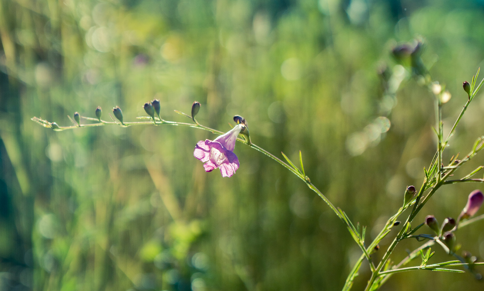 Sony a6300 sample photo. Wild flowers photography