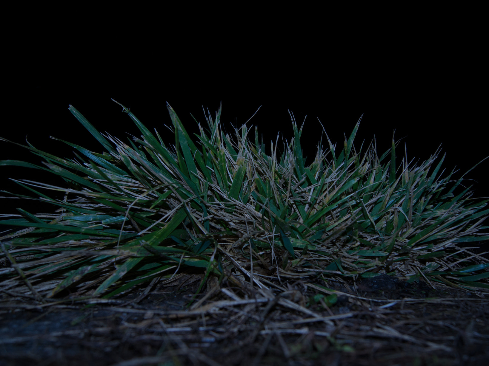 Sony Alpha DSLR-A500 + Sony DT 18-55mm F3.5-5.6 SAM sample photo. Grass photography