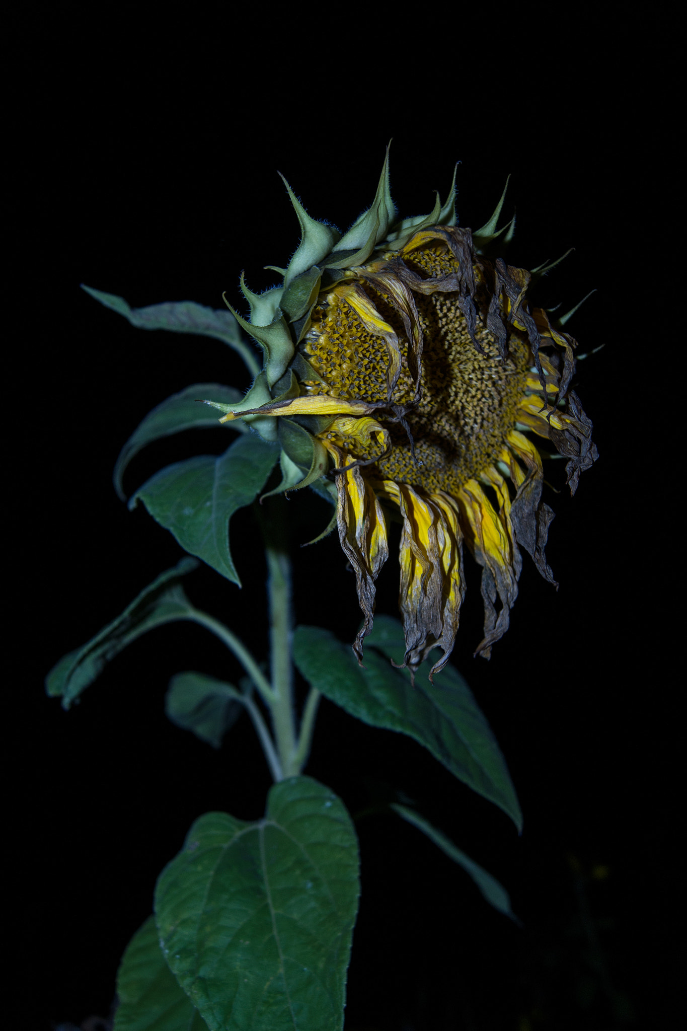 Sony Alpha DSLR-A500 + Sony DT 18-55mm F3.5-5.6 SAM sample photo. Sunflower at night photography
