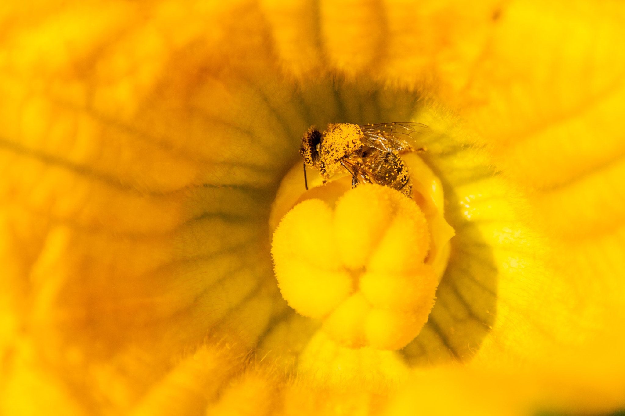 Sigma 18-200mm f/3.5-6.3 DC OS sample photo. Bee-you-tifull photography