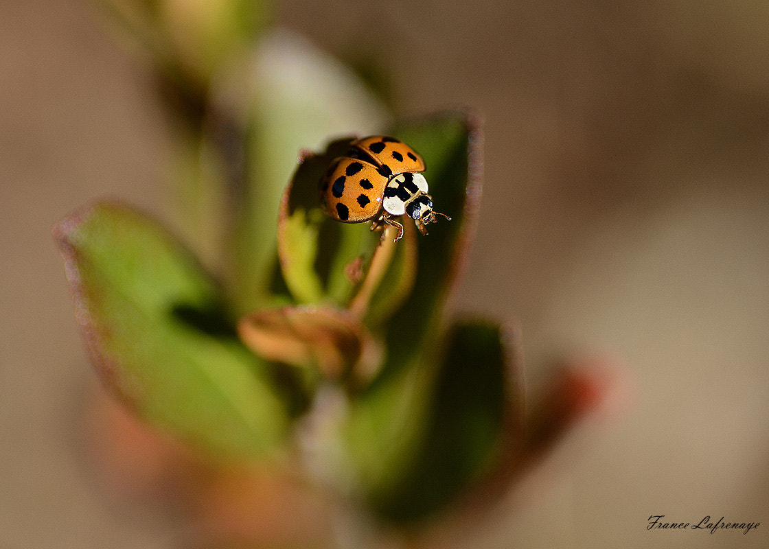 Nikon D7100 + Nikon AF Fisheye-Nikkor 16mm F2.8D sample photo. Dsc photography