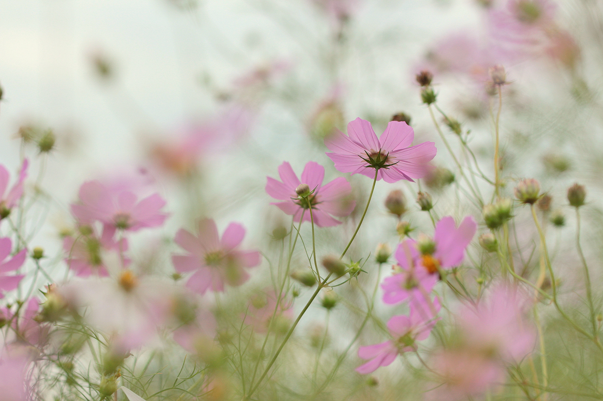 Canon EOS 650D (EOS Rebel T4i / EOS Kiss X6i) sample photo. After the rain photography