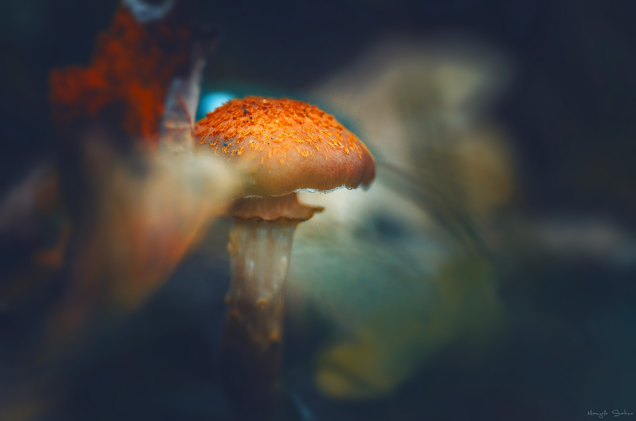 Nikon D5100 sample photo. Mushroom autumn photography