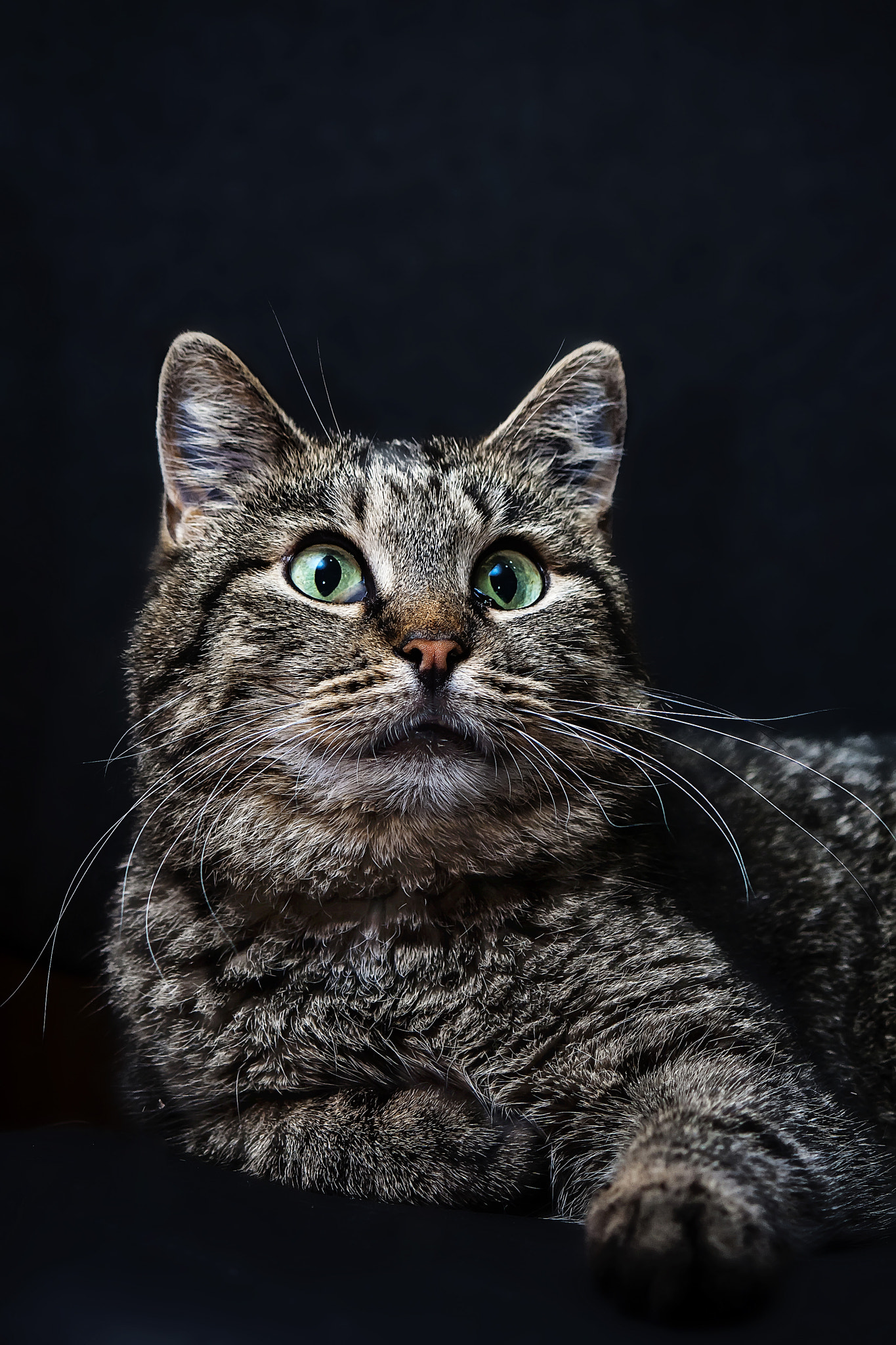 Canon EOS 40D sample photo. Homeless cat one photography
