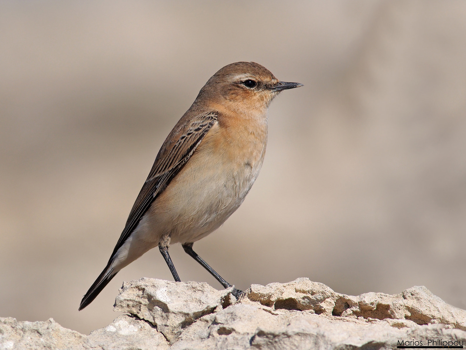 OLYMPUS 300mm Lens sample photo. Northern wheatear photography