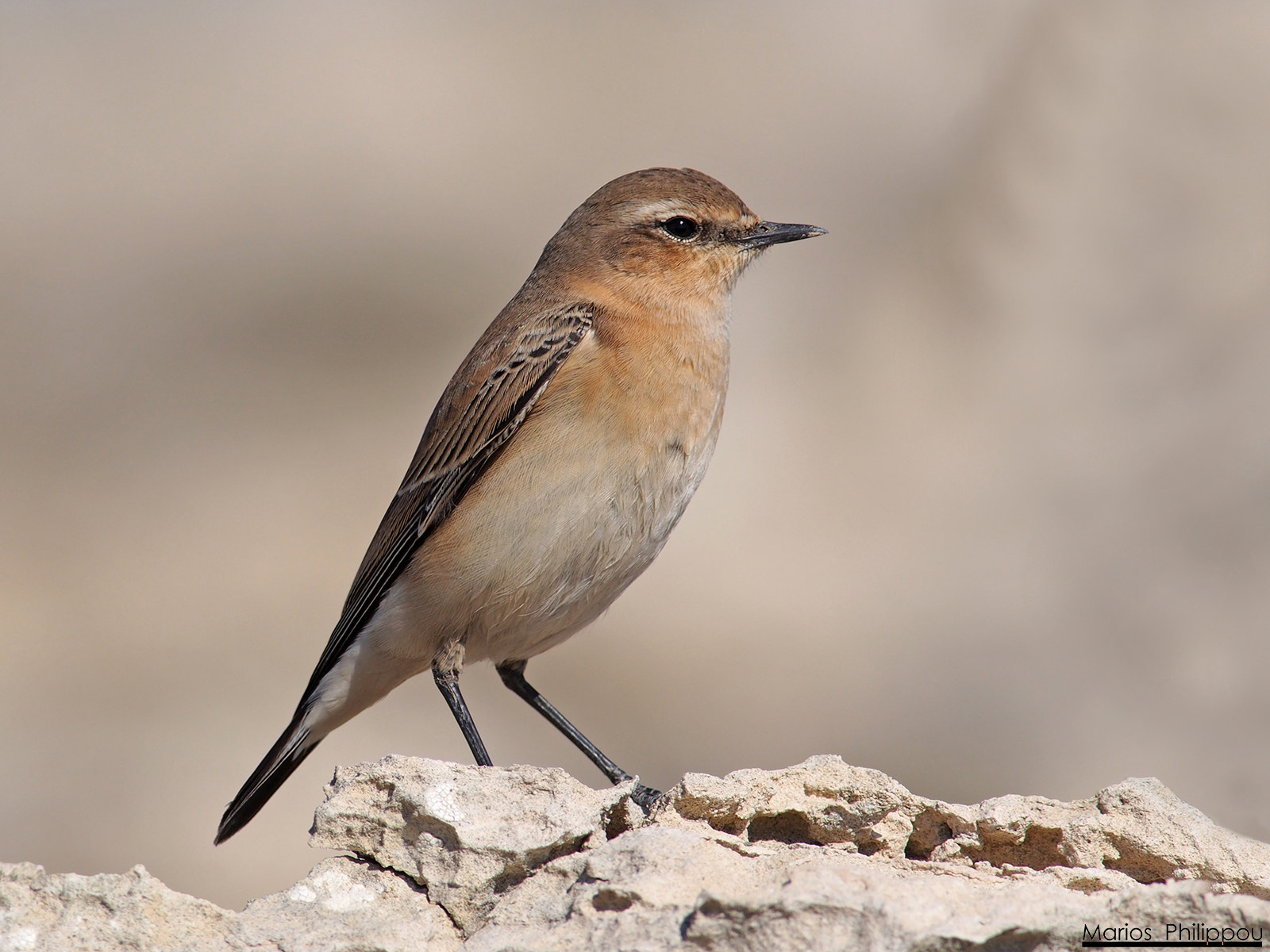 Olympus OM-D E-M5 sample photo. Northern wheatear photography