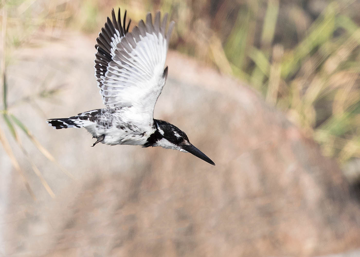 Canon EF 500mm F4L IS II USM sample photo. Pied kingfisher dive photography