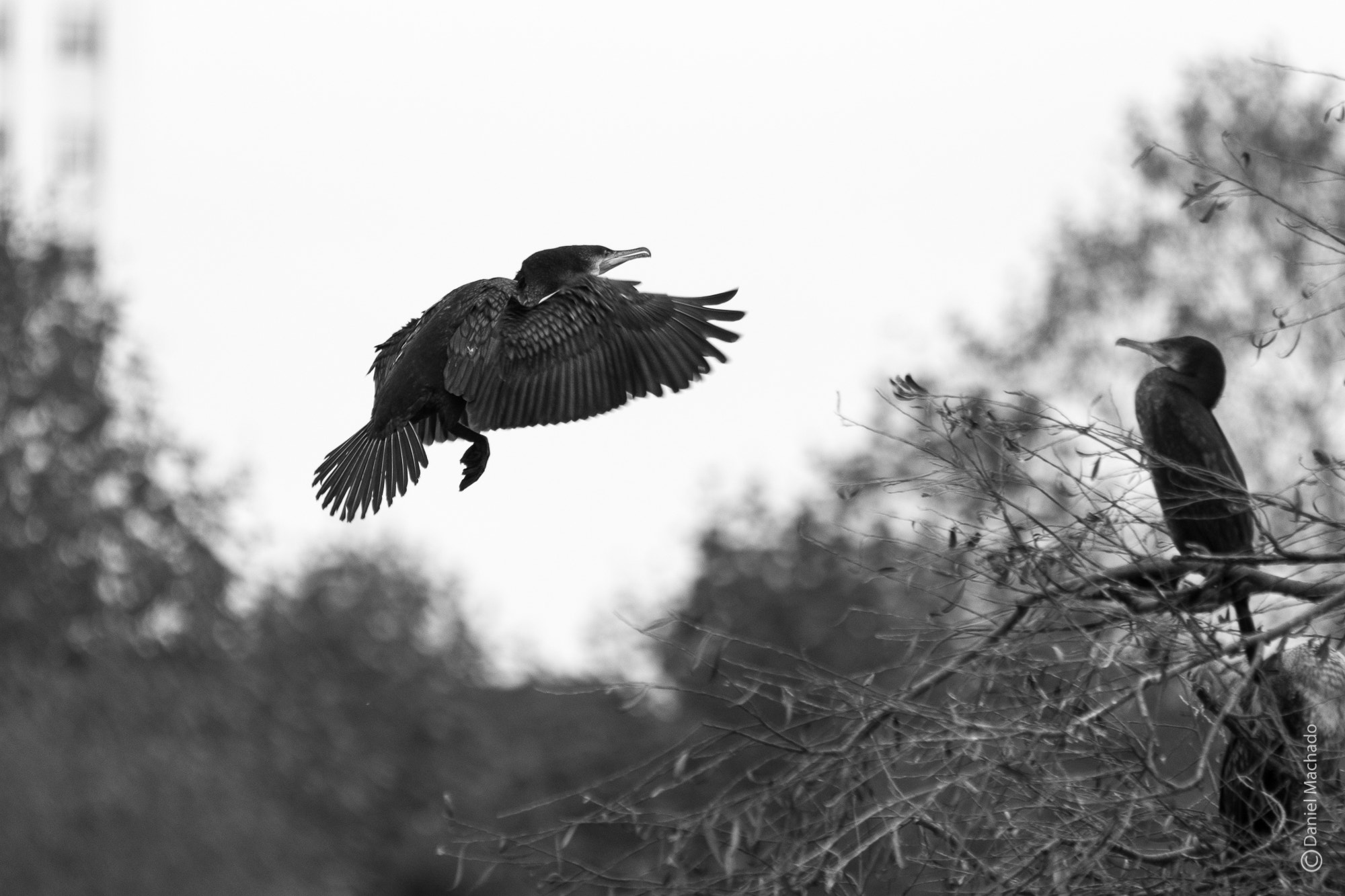 Sigma 150-500mm F5-6.3 DG OS HSM sample photo. Landing  photography