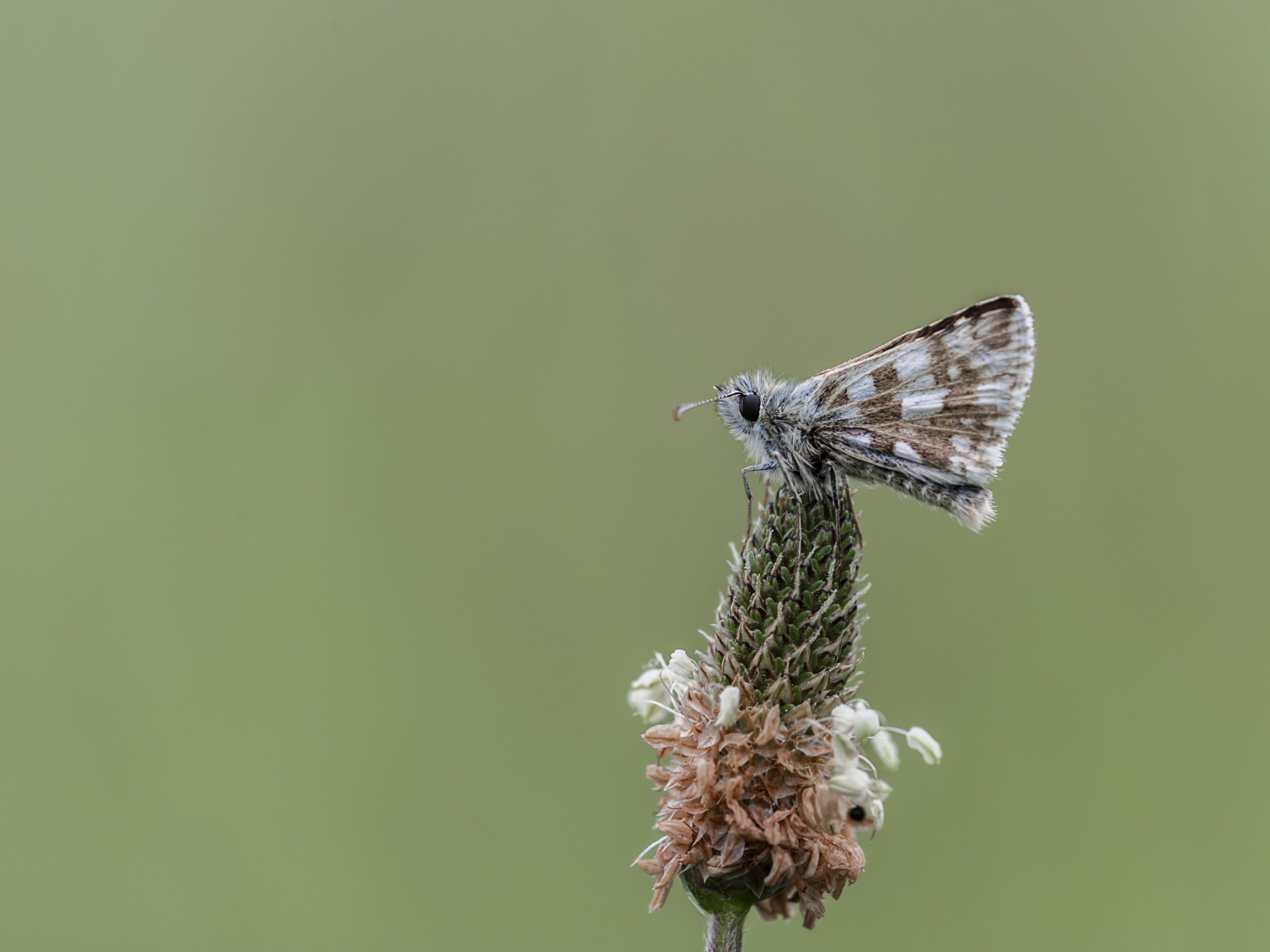 Sigma APO Macro 180mm F3.5 EX DG HSM sample photo. Mariposilla photography