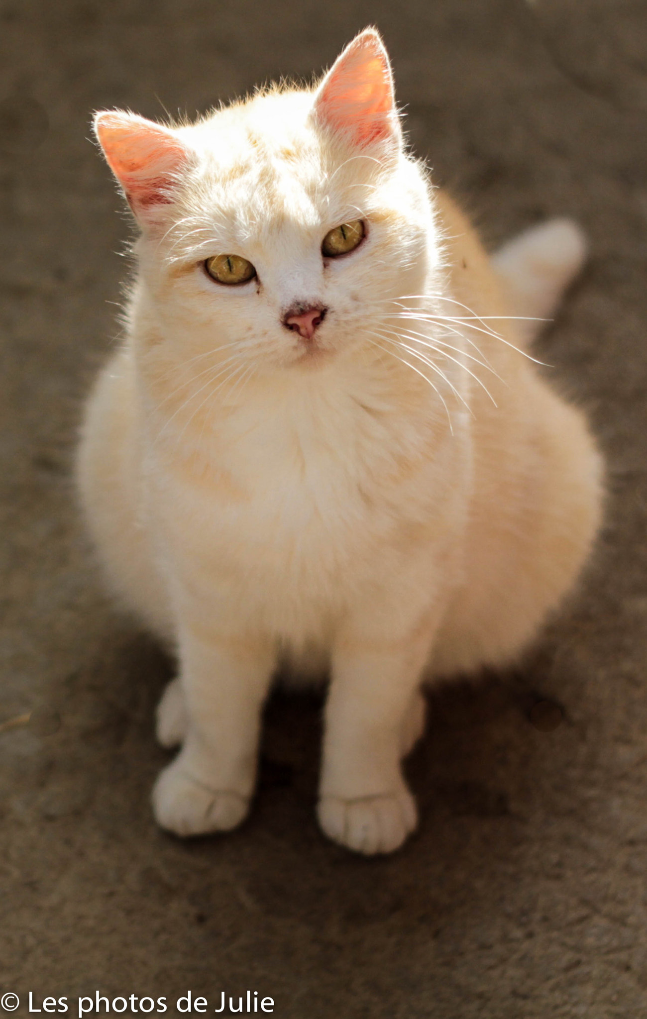 Canon EOS 7D + Canon EF 50mm f/1.8 sample photo. Roussette photography