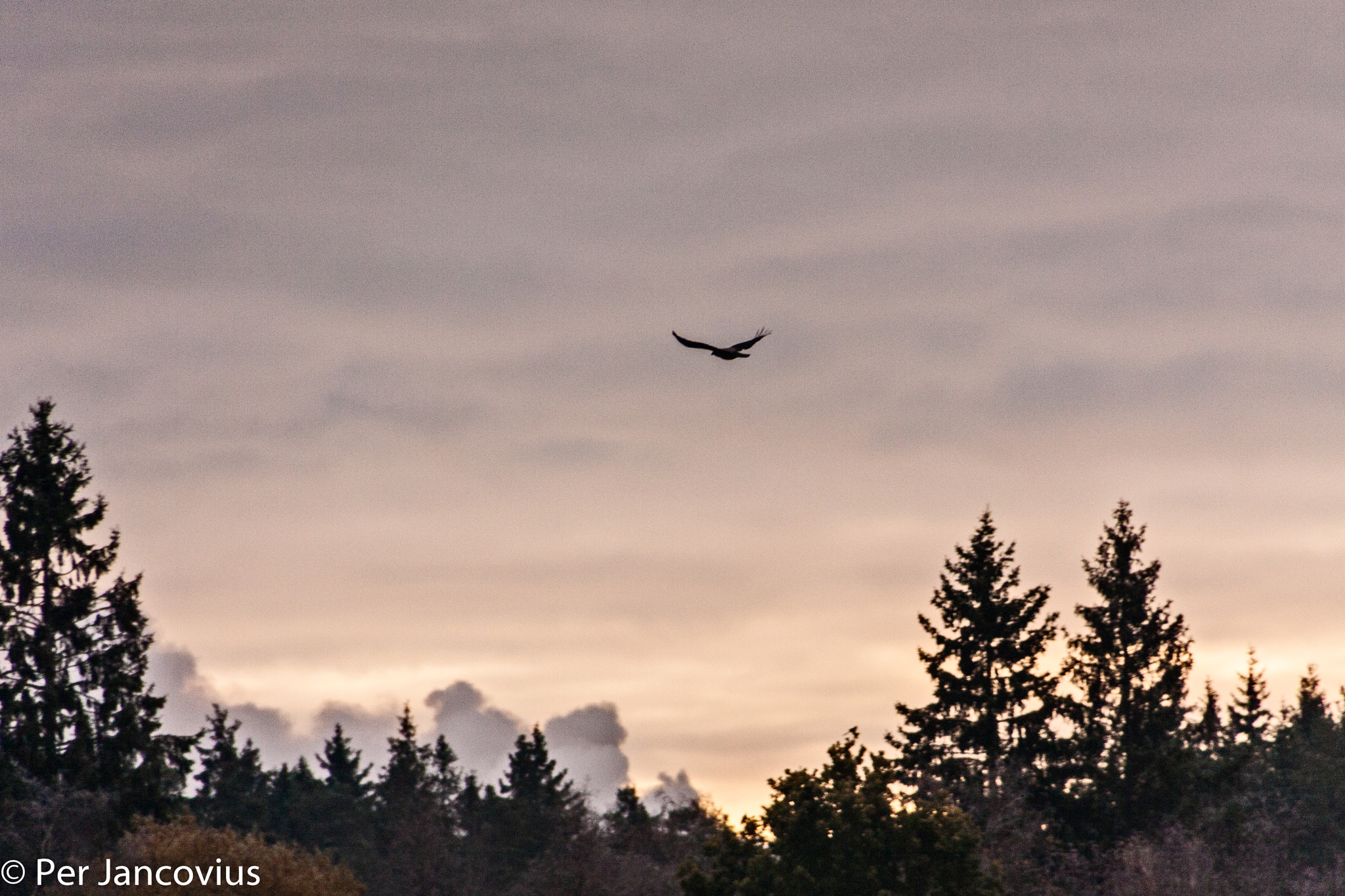 Canon EOS 40D sample photo. Freedom photography