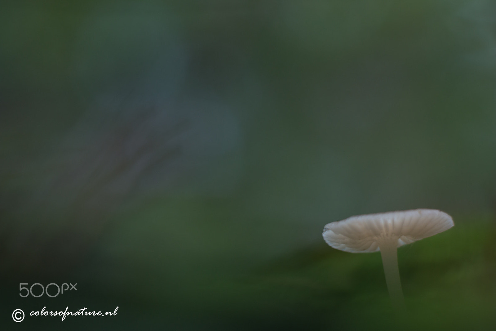 Canon EF 35-80mm f/4-5.6 sample photo. All alone photography