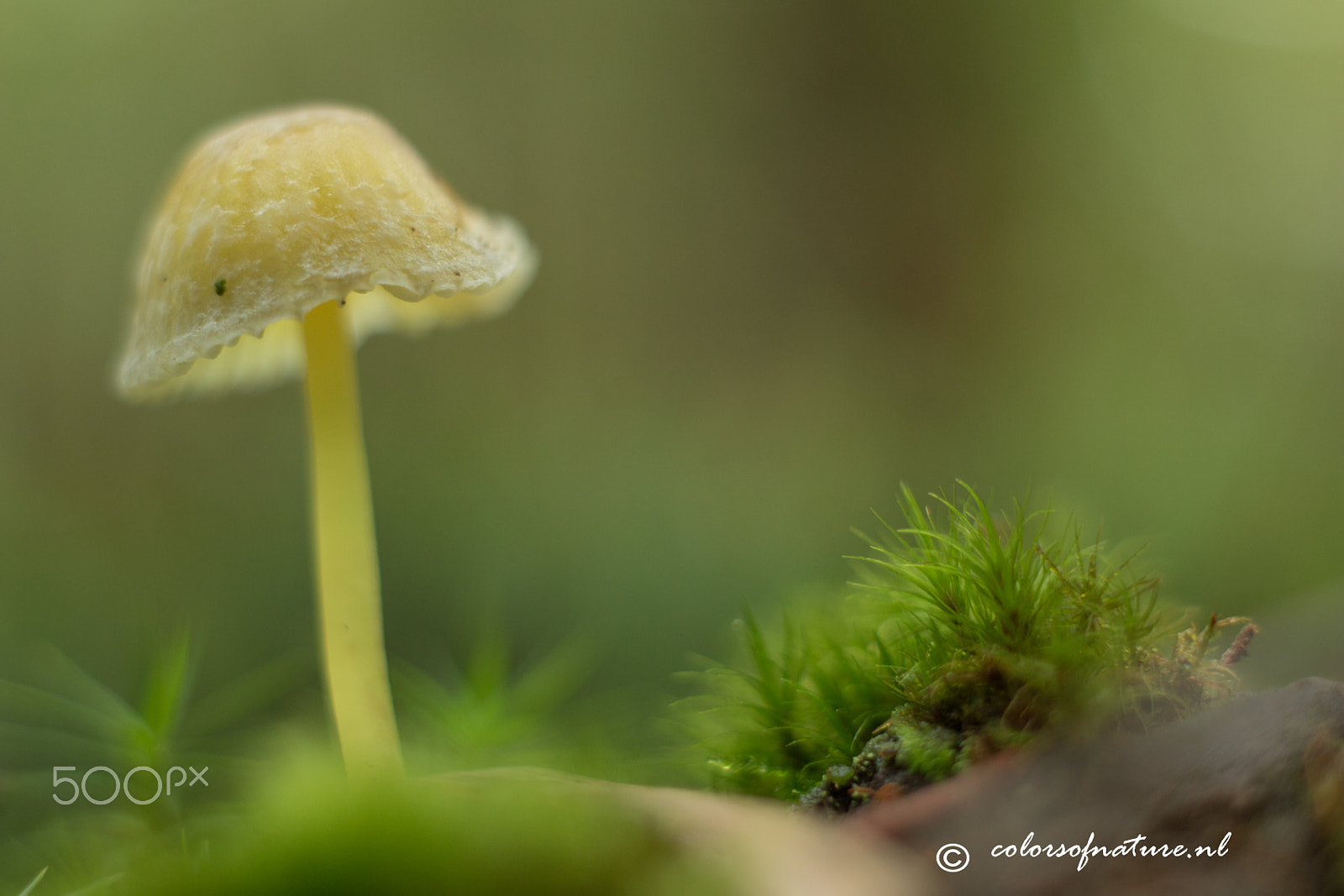 Canon EF 35-80mm f/4-5.6 sample photo. Yellow fellow photography