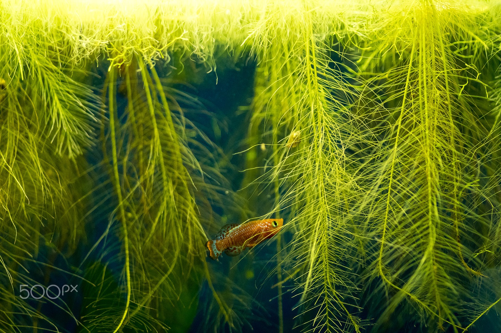 Pentax smc D-FA 100mm F2.8 macro sample photo. Underwater photography