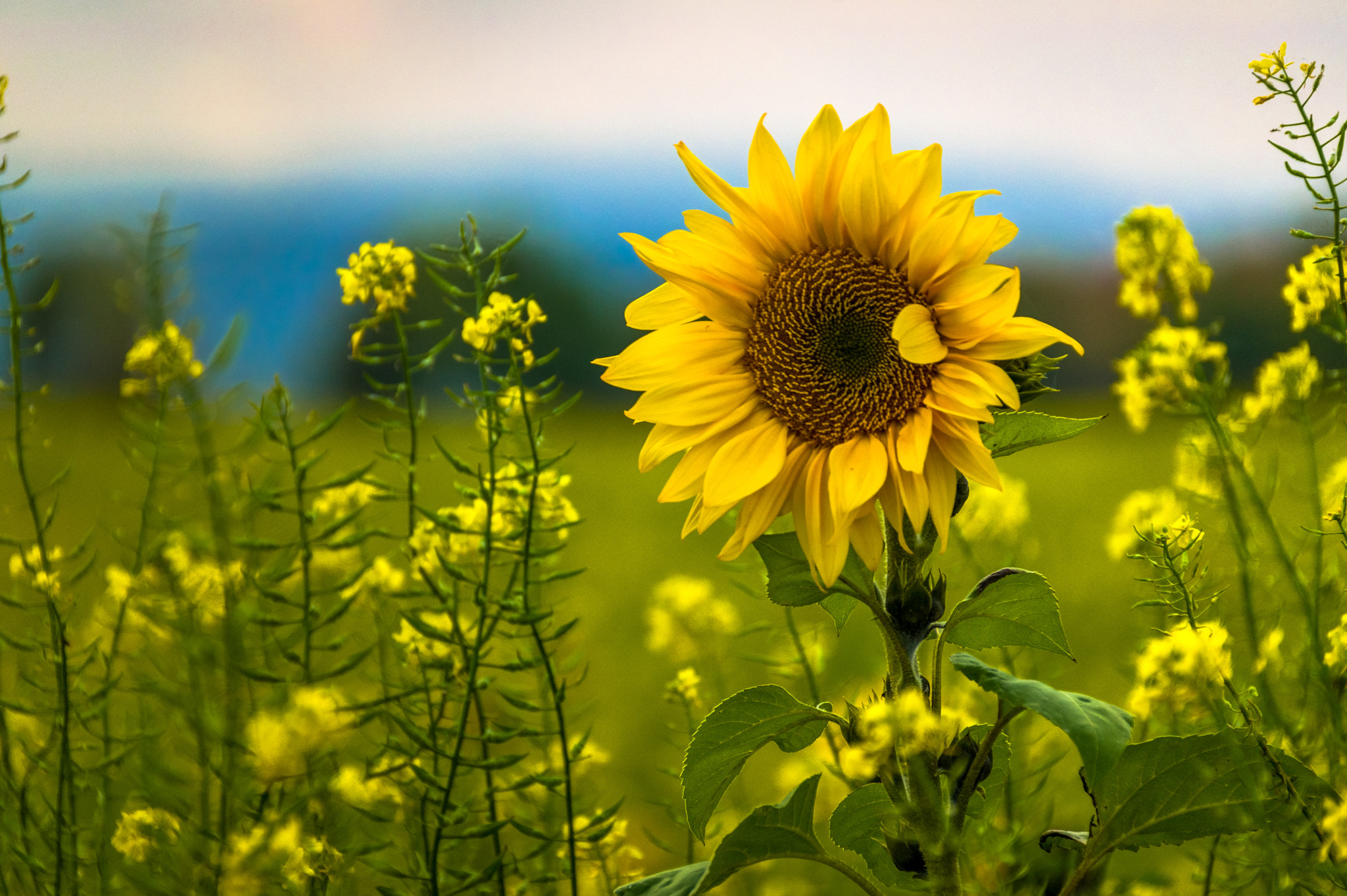 Sigma 18-300mm F3.5-6.3 DC Macro HSM sample photo. Sonnenblume photography