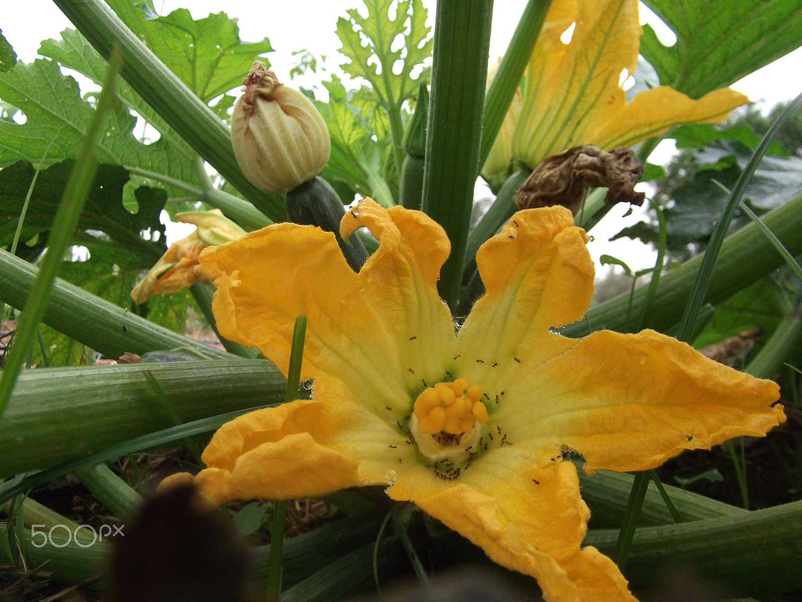 Fujifilm FinePix JX200 sample photo. Flor de calabacín con hormigas photography