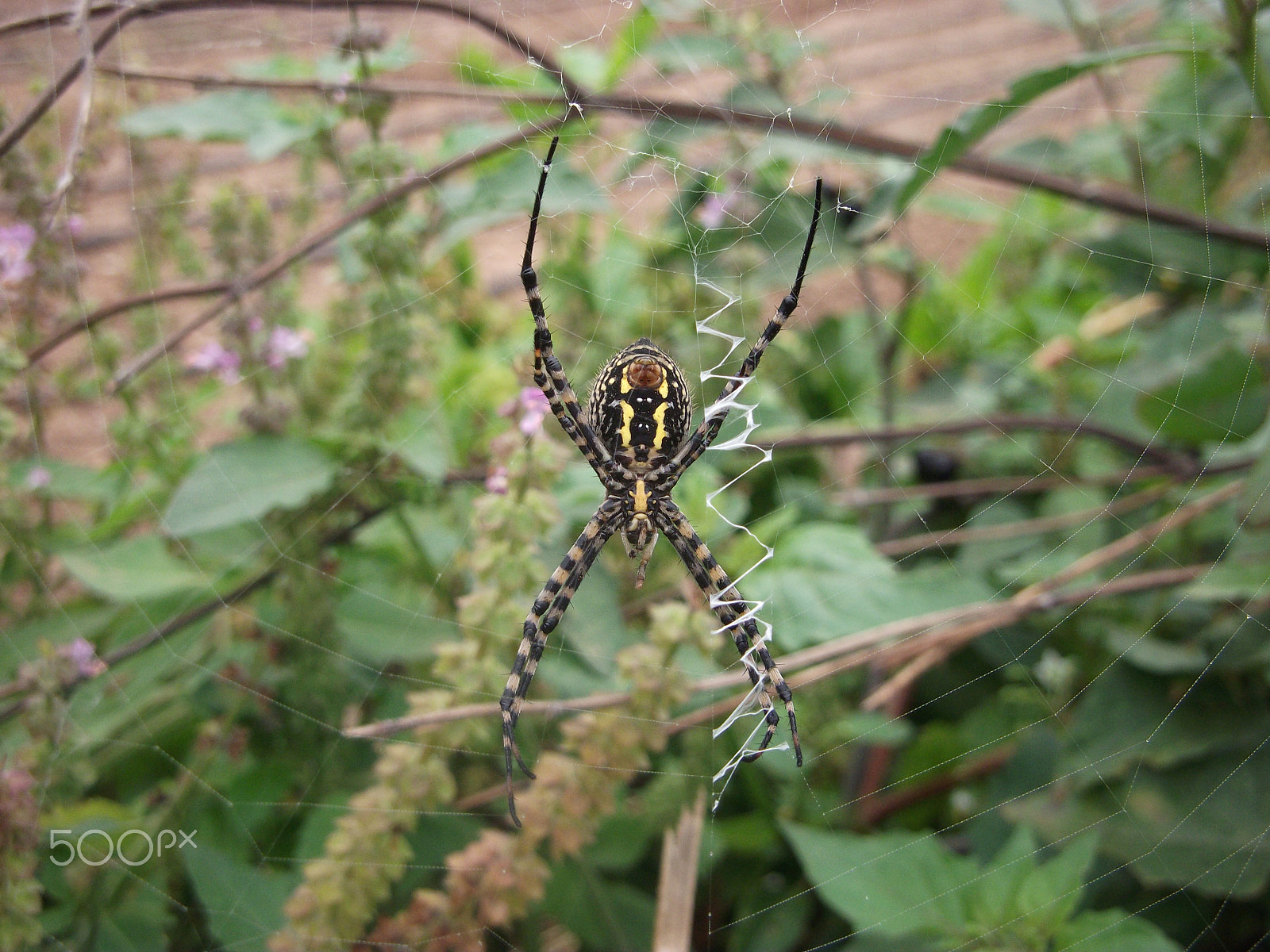 Fujifilm FinePix JX200 sample photo. Araña tigre en su tela photography