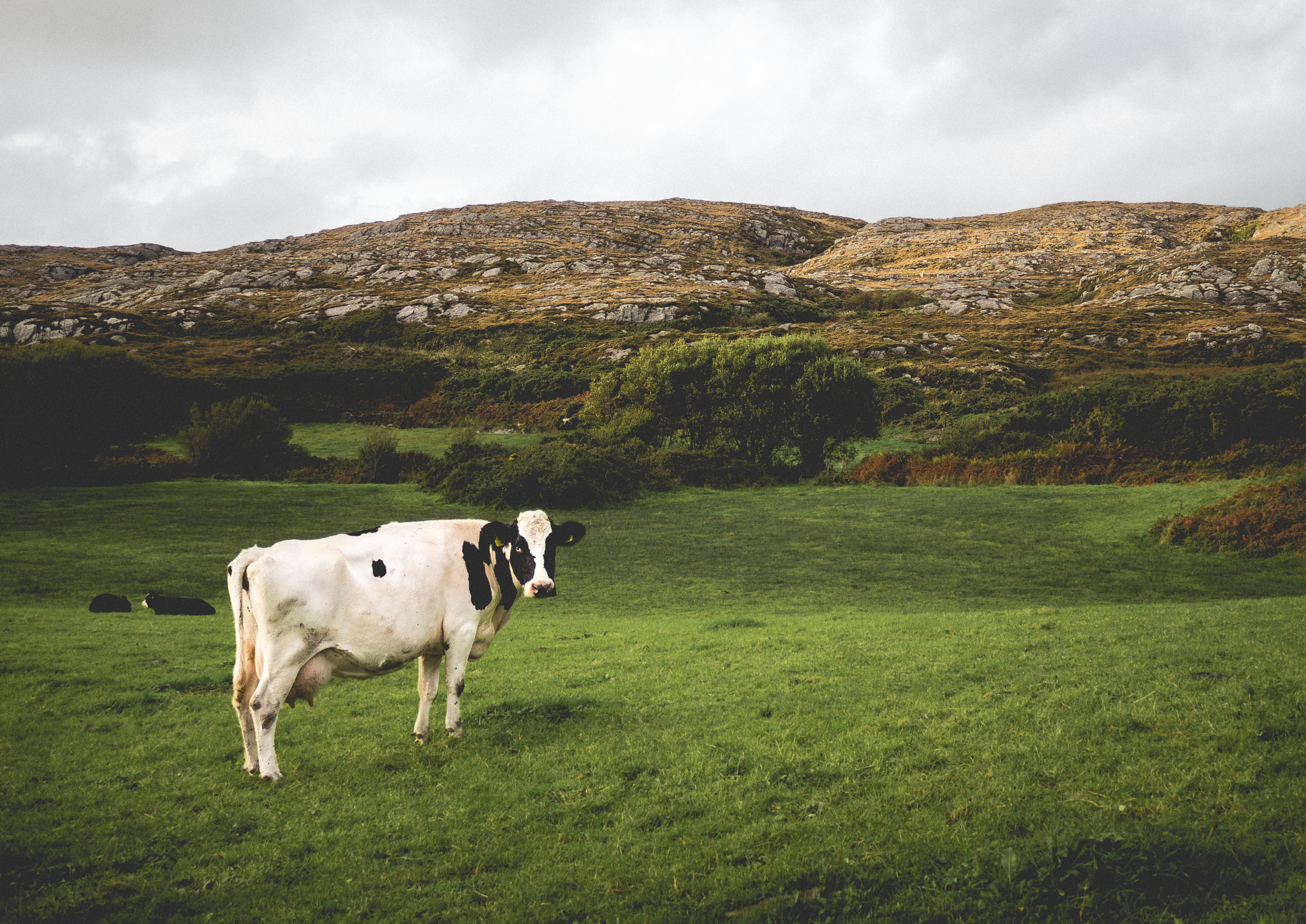 Olympus OM-D E-M5 II + Panasonic Lumix G 14mm F2.5 ASPH sample photo. Cow photography