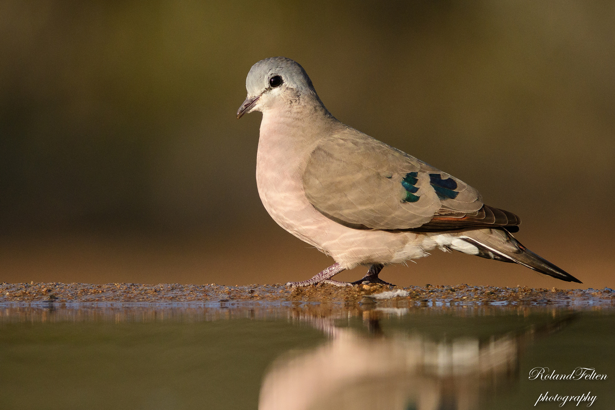 Nikon D500 sample photo. Emerald-spotted wood dove photography
