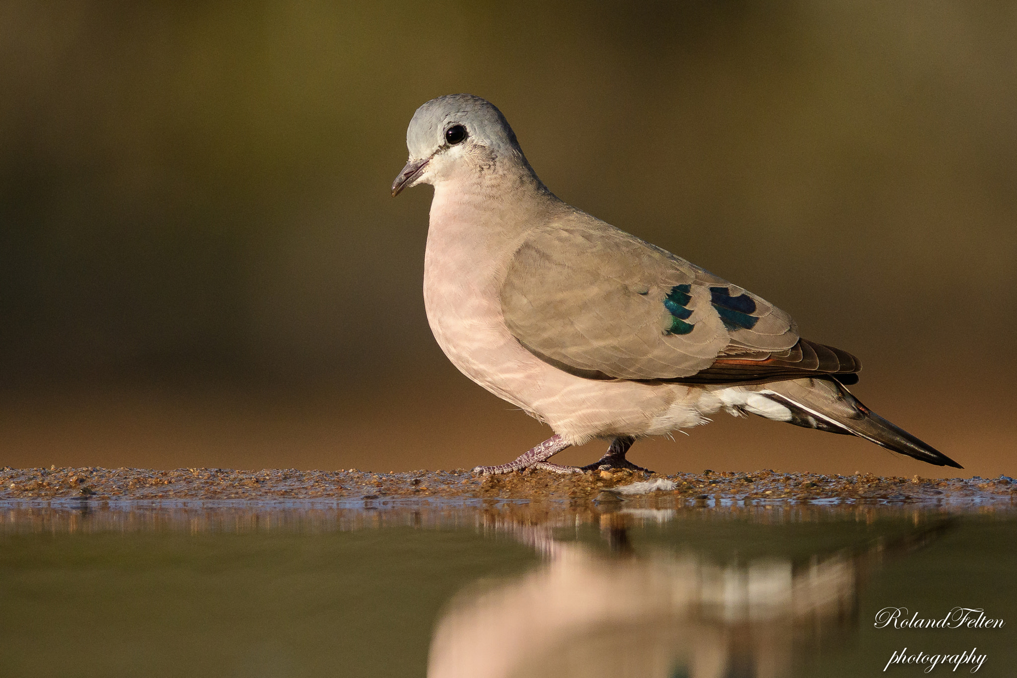 Nikon AF-S Nikkor 200-400mm F4G ED-IF VR sample photo. Emerald-spotted wood dove photography
