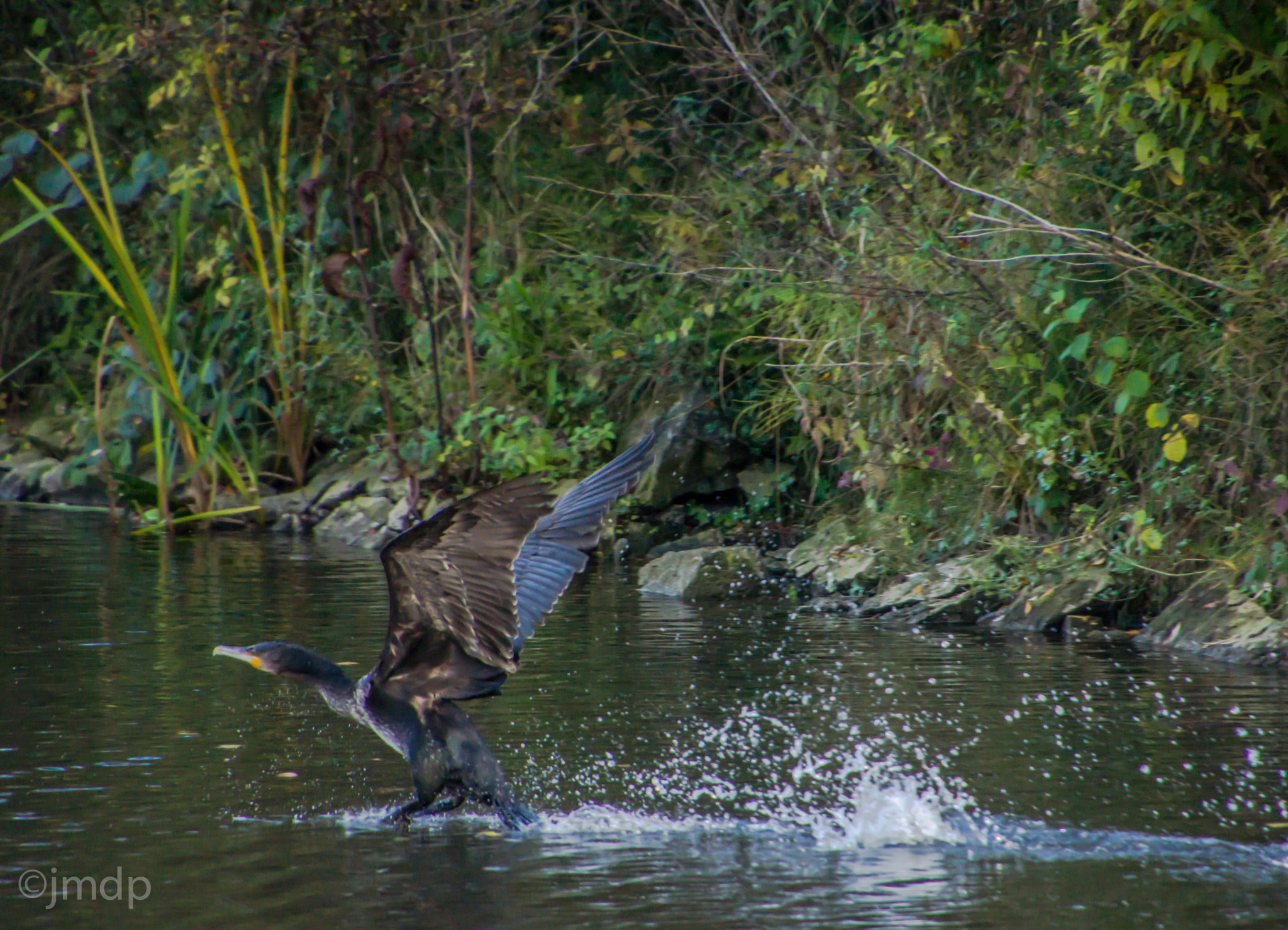 Tamron 16-300mm F3.5-6.3 Di II VC PZD Macro sample photo. Cormoran photography