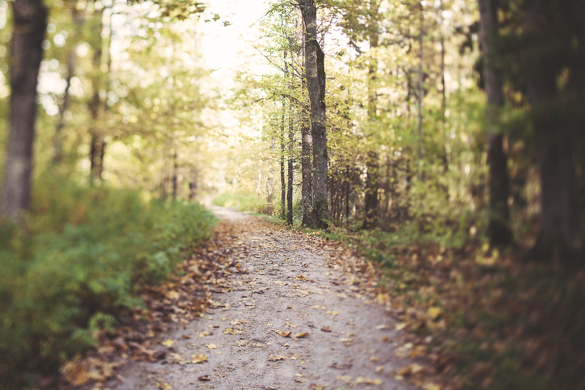Canon TS-E 45mm F2.8 Tilt-Shift sample photo. Autumnal forest photography