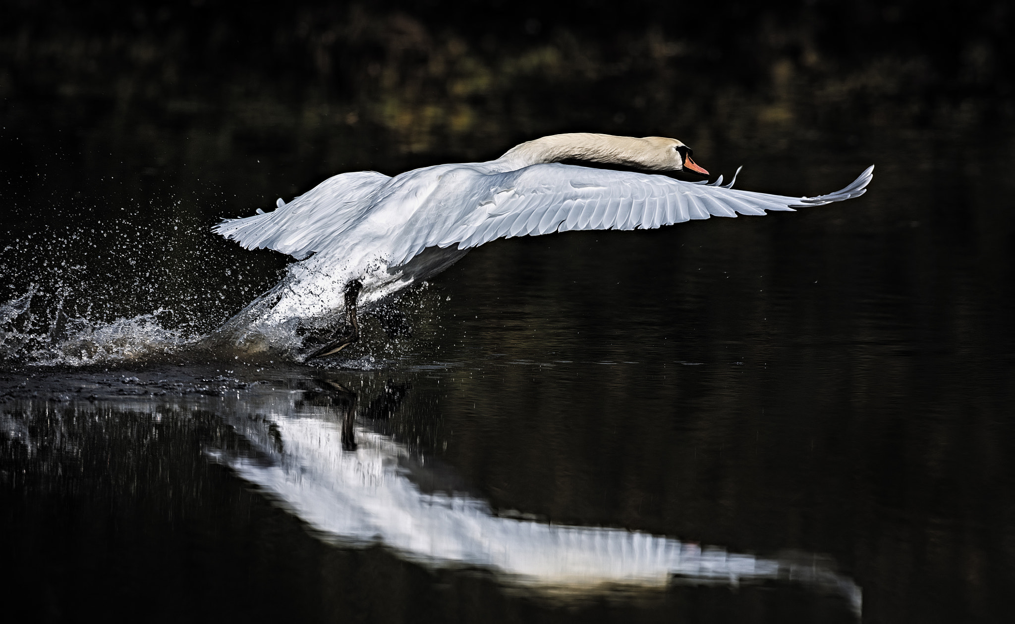 Canon EOS 5DS R + Canon EF 500mm F4L IS USM sample photo. First light departure.... photography