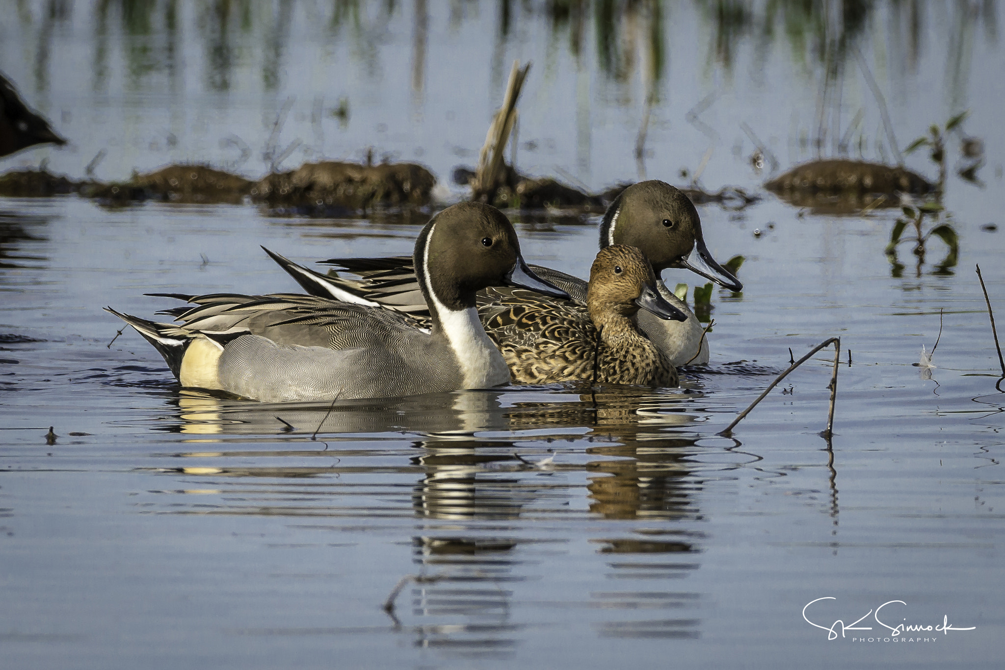 Nikon D800 sample photo. Northern pintails photography