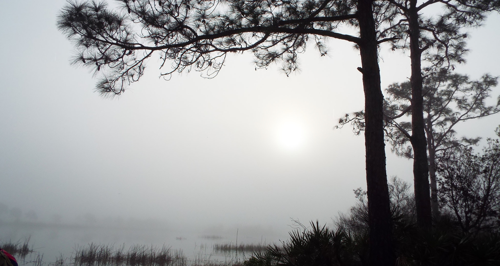 Fujifilm FinePix S8500 sample photo. Foggy morning in north fort myers, florida photography