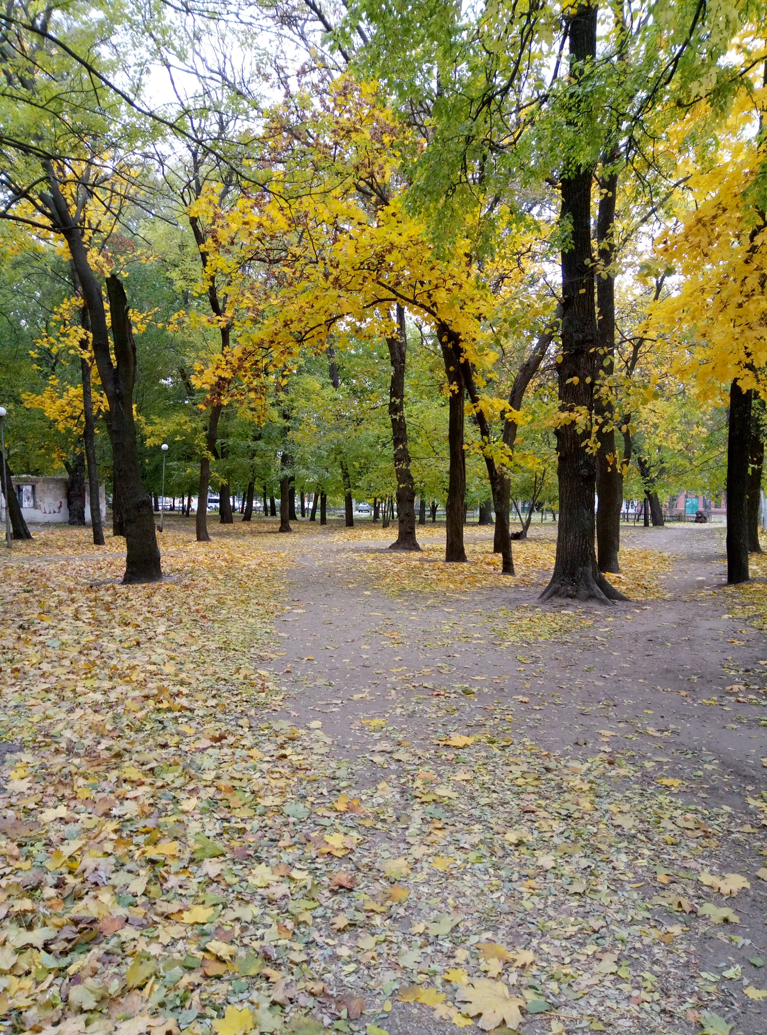 Meizu M3s sample photo. Осень  photography