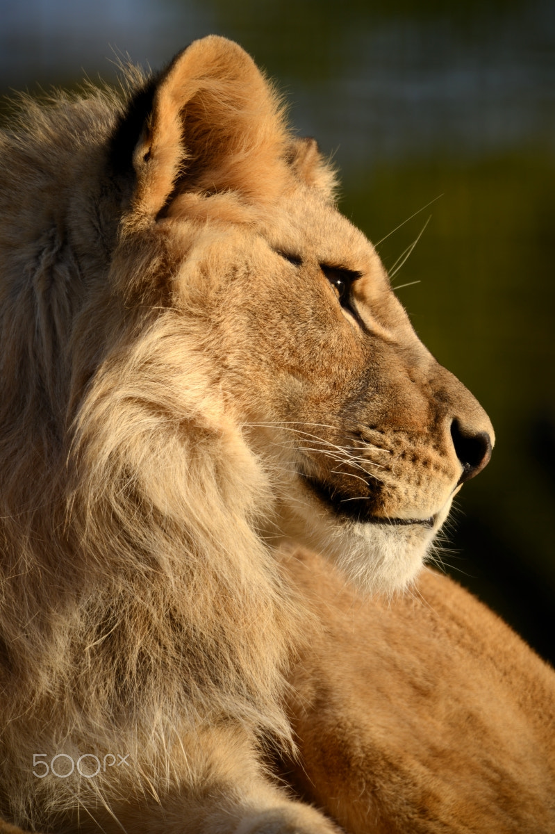 Sigma 150-600mm F5-6.3 DG OS HSM | S sample photo. Panthera leo photography